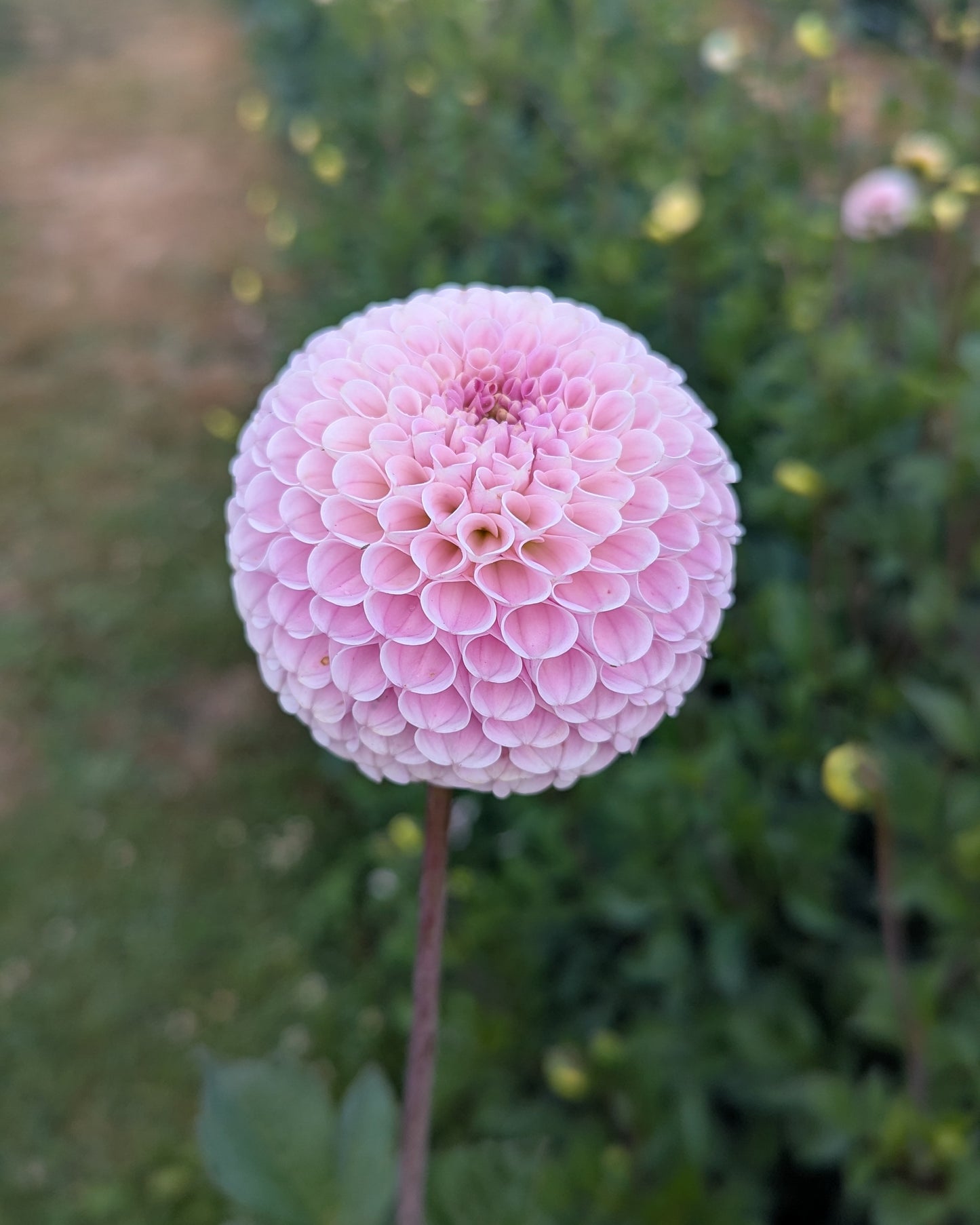 20TH AVE DELICADA -LIMIT 2