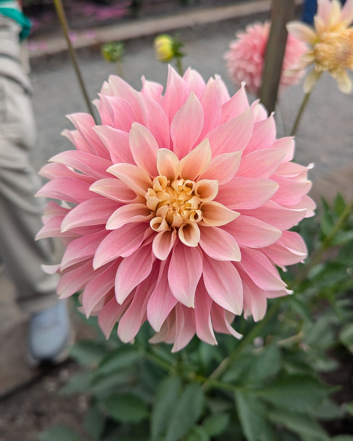 MISFIT ANTIQUE (NEW 2026) -LIMIT 1