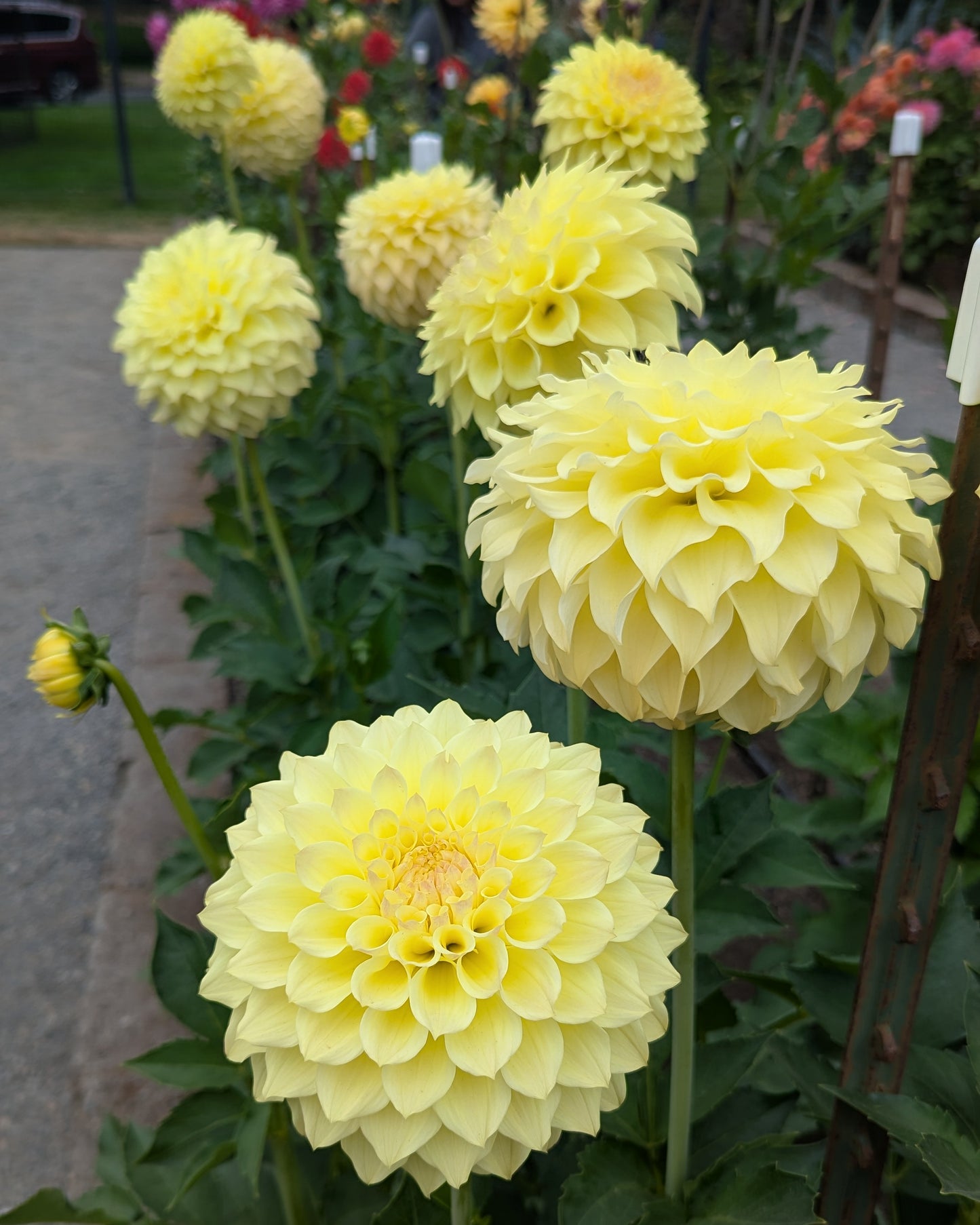 CLEARVIEW JANET (NEW 2026) -LIMIT 1