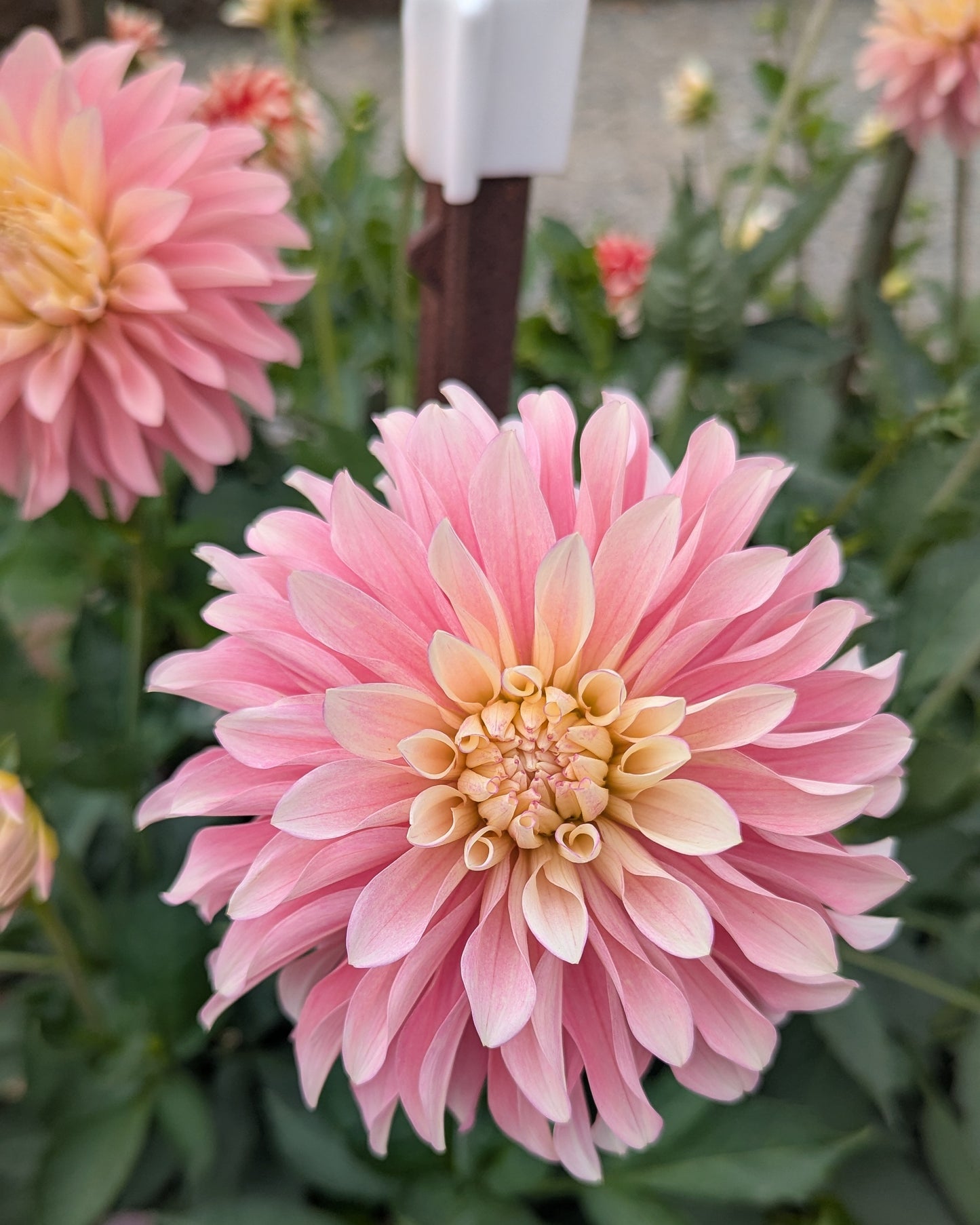 MISFIT ANTIQUE (NEW 2026) -LIMIT 1