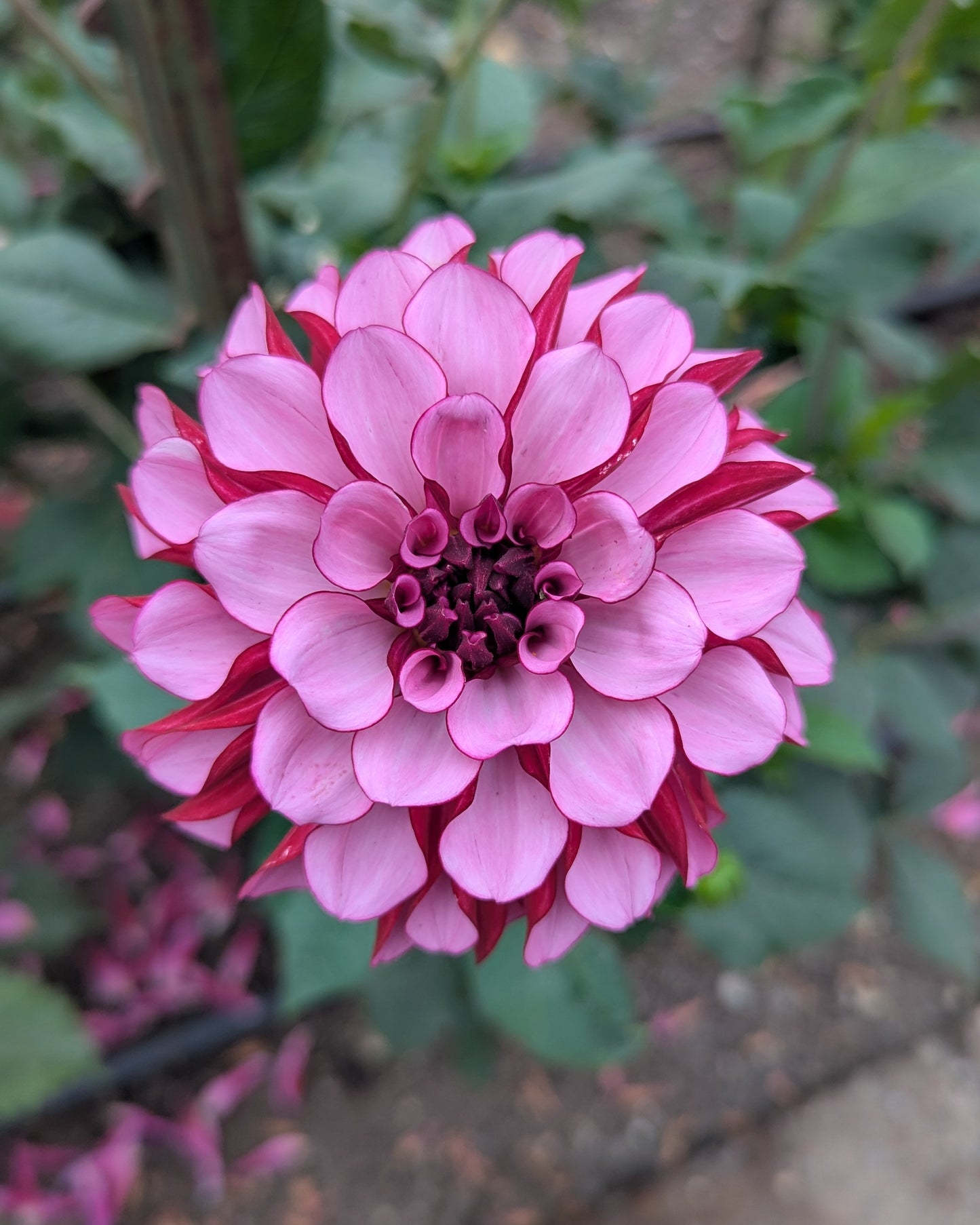 LUCKY JILL (NEW 2026) -LIMIT 1