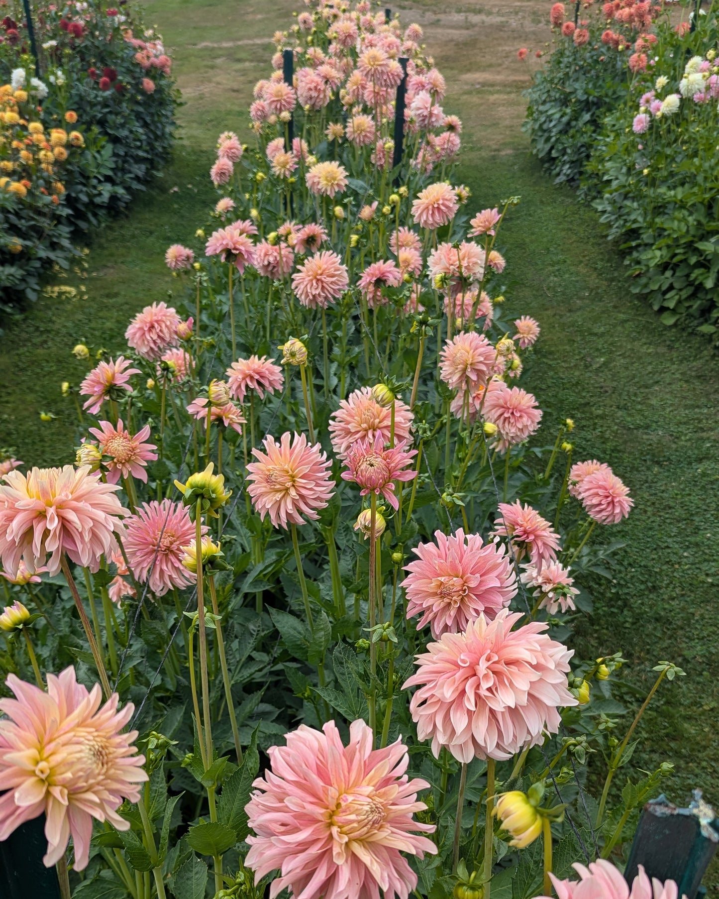 MISFIT ANTIQUE (NEW 2026) -LIMIT 1