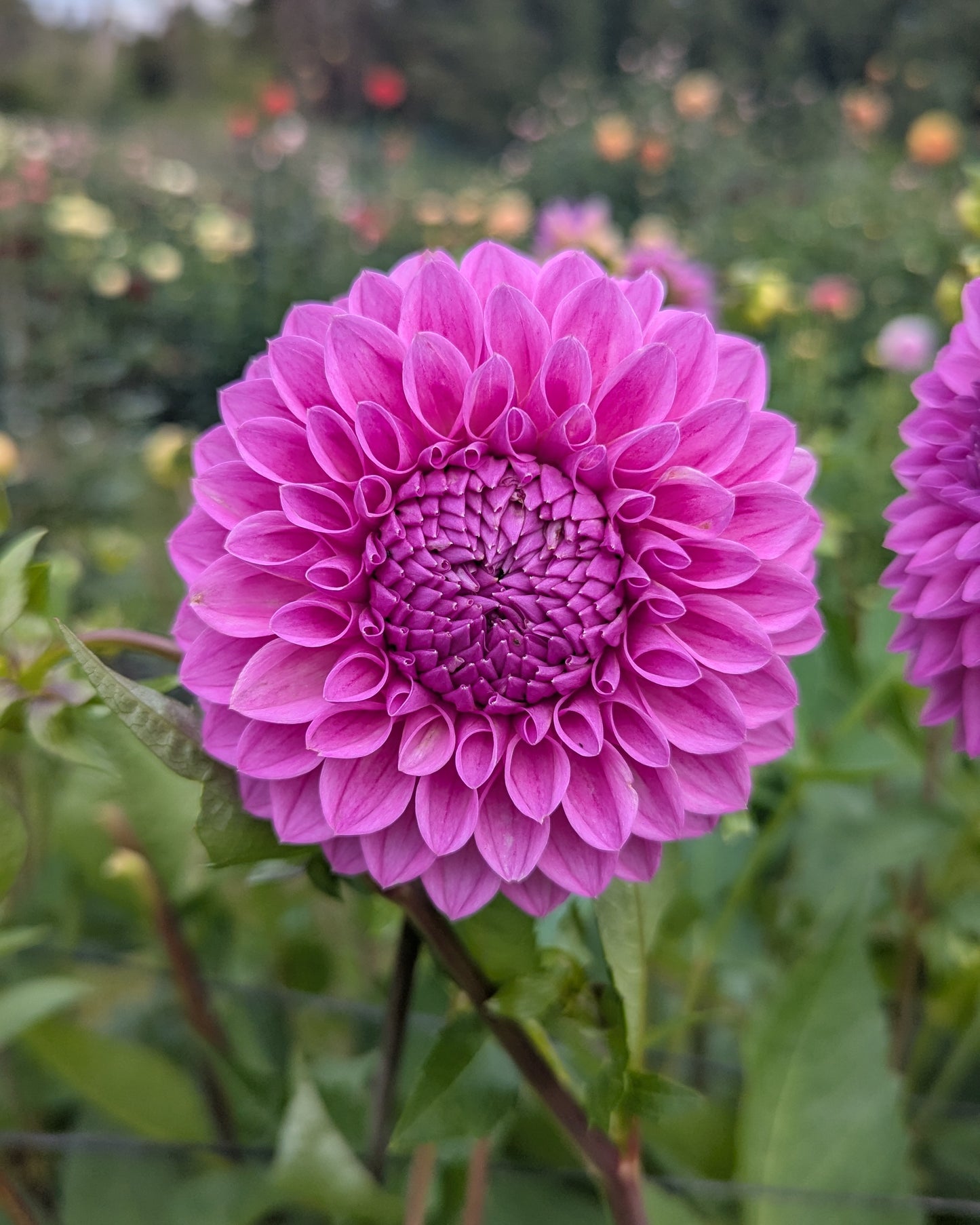 20TH AVE TRANQUILITY -LIMIT 2