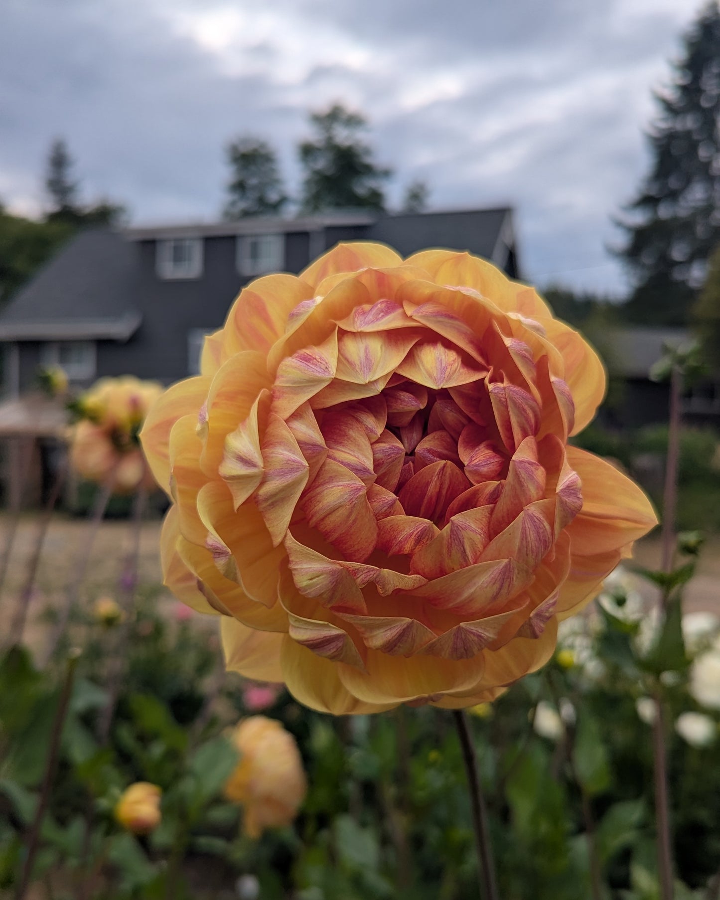 HOLLYHILL GOLDEN GLOW