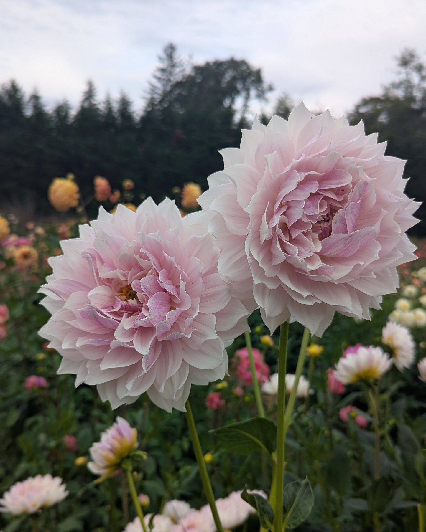 HOLLYHILL SNOW QUEEN