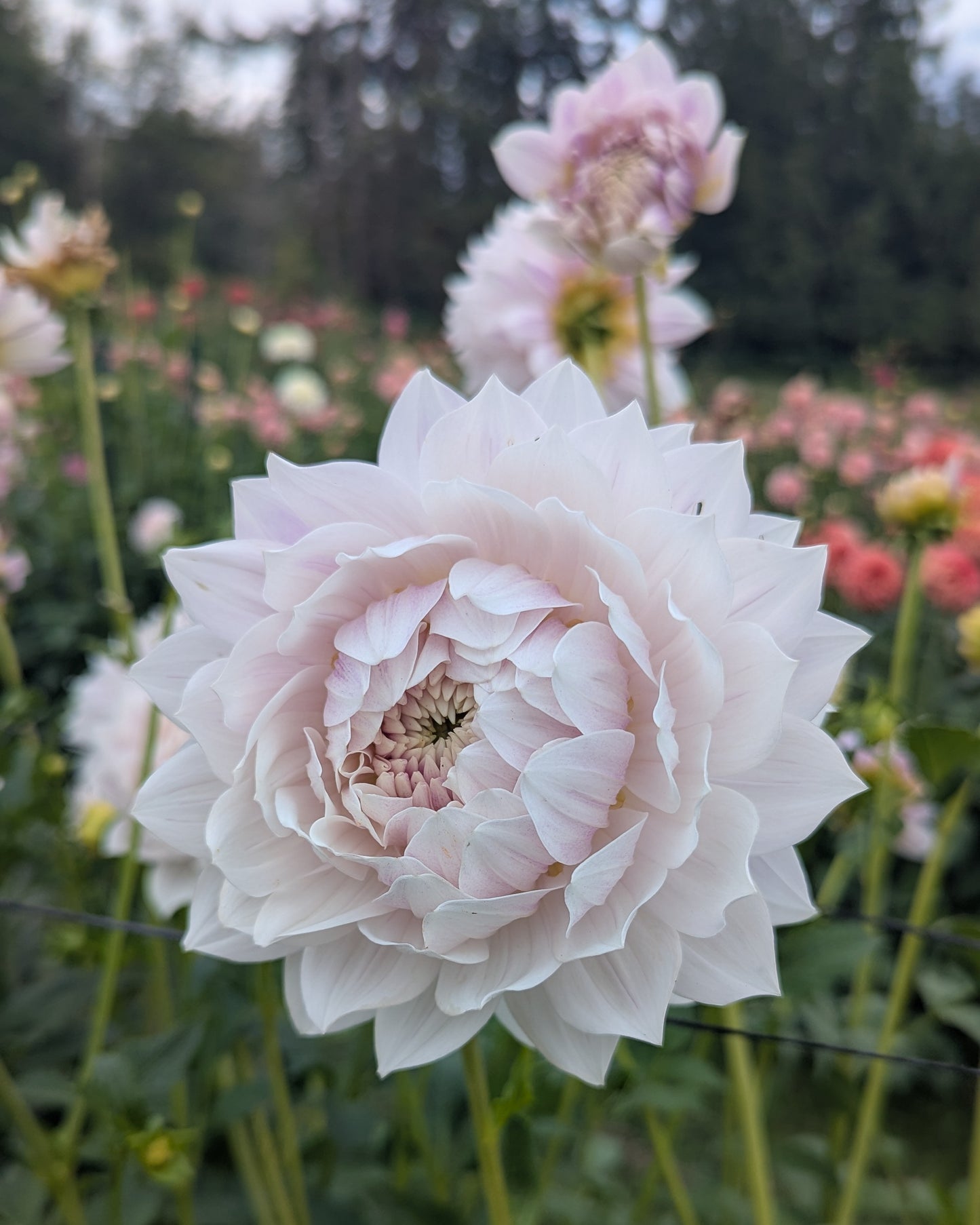 HOLLYHILL SNOW QUEEN