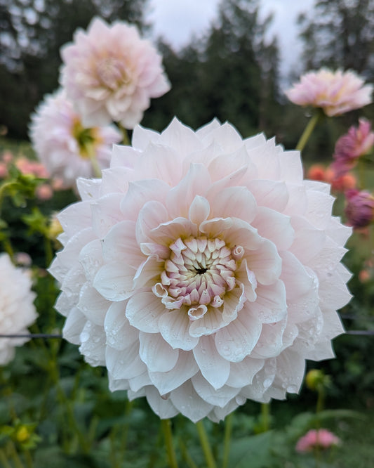 HOLLYHILL SNOW QUEEN