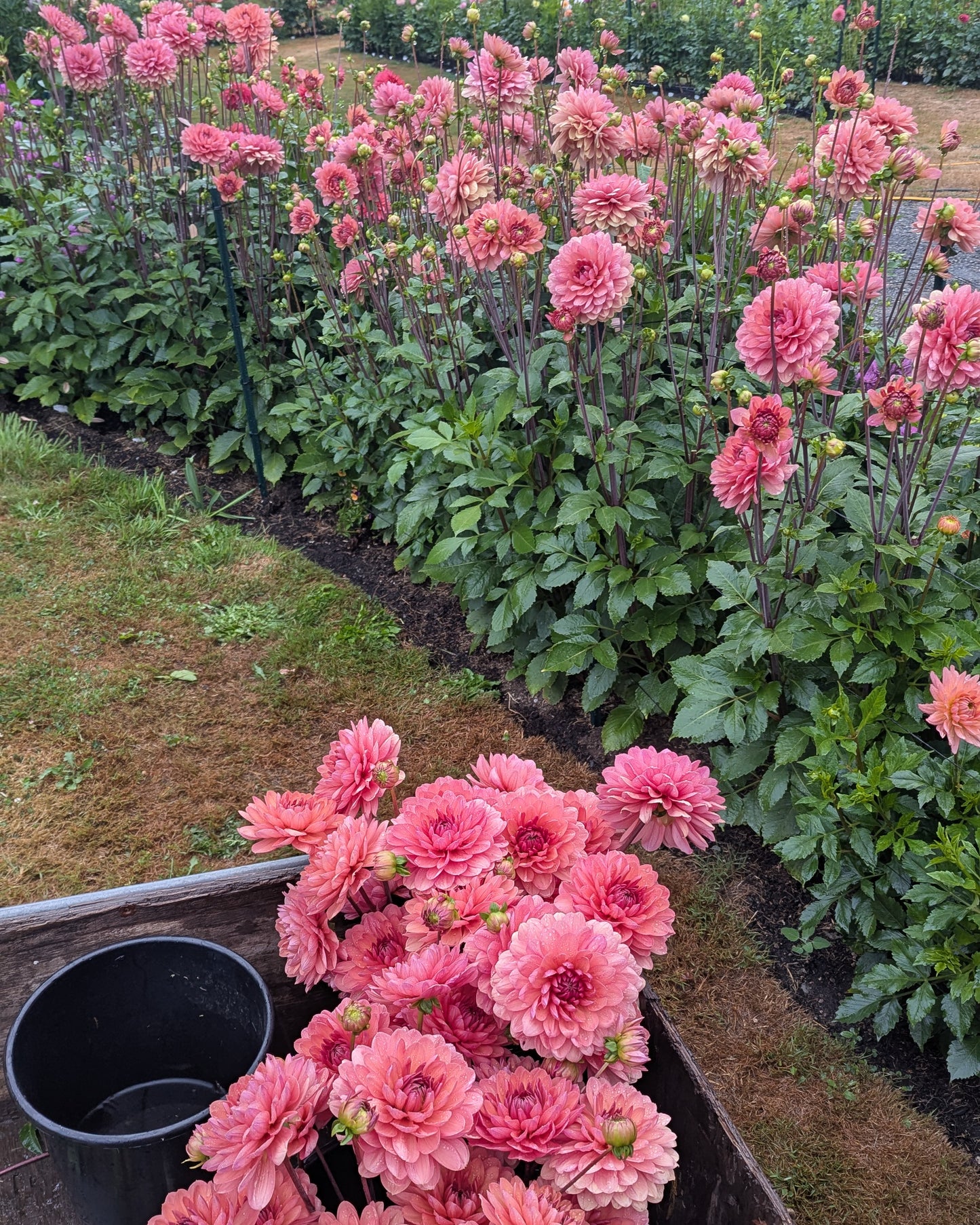 CHATEAU DE LA BOURDAISIERE -LIMIT 1