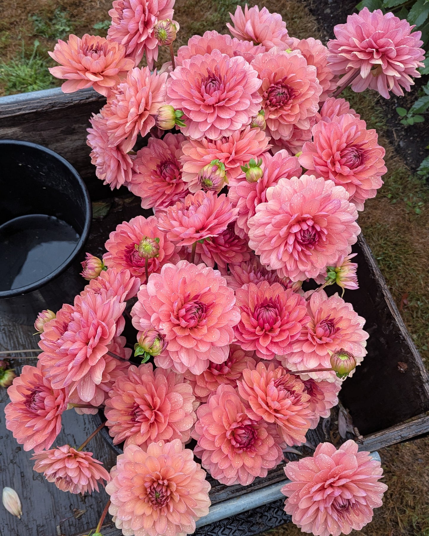 CHATEAU DE LA BOURDAISIERE -LIMIT 1