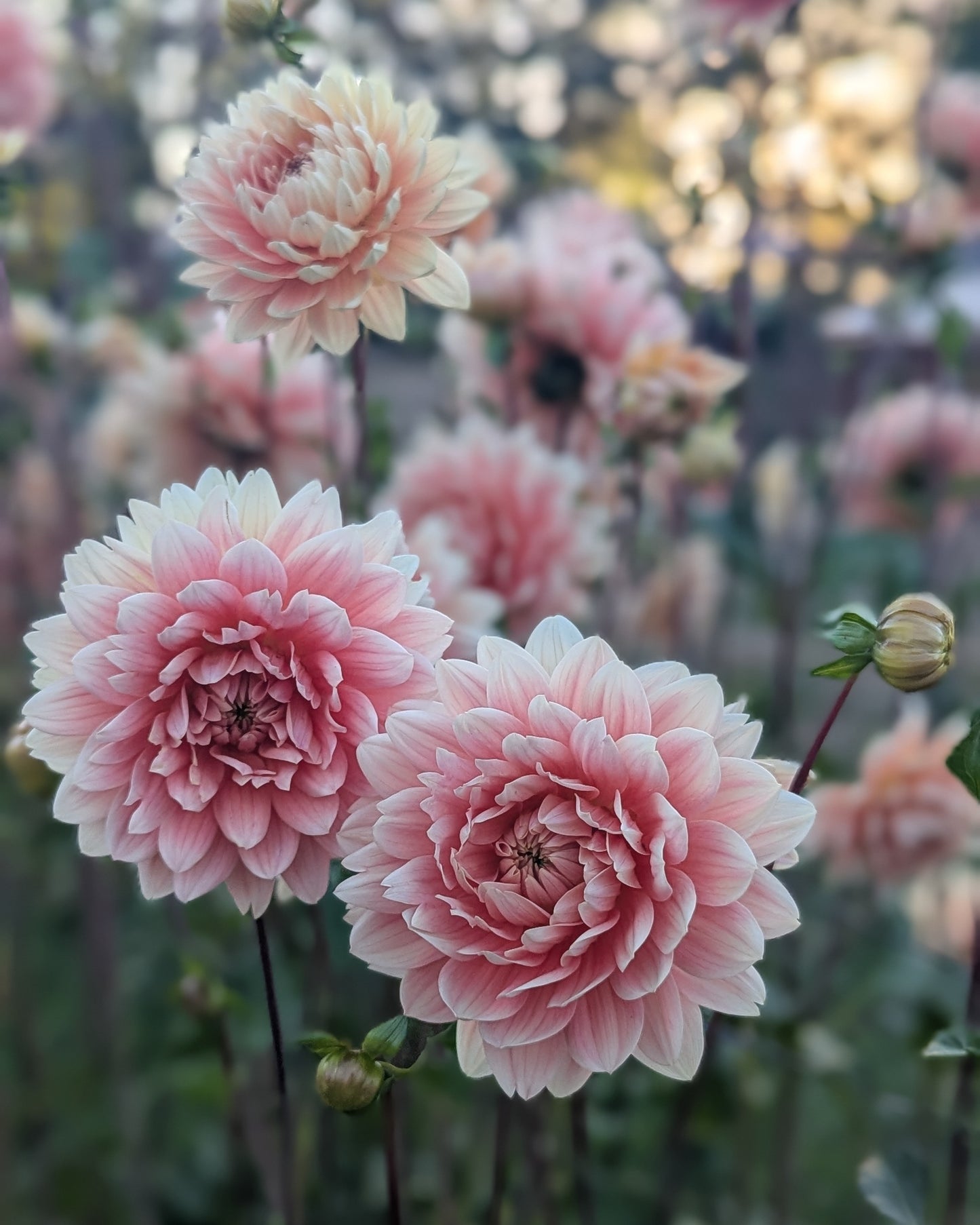 CAROLINA WAGEMANS -LIMIT 1