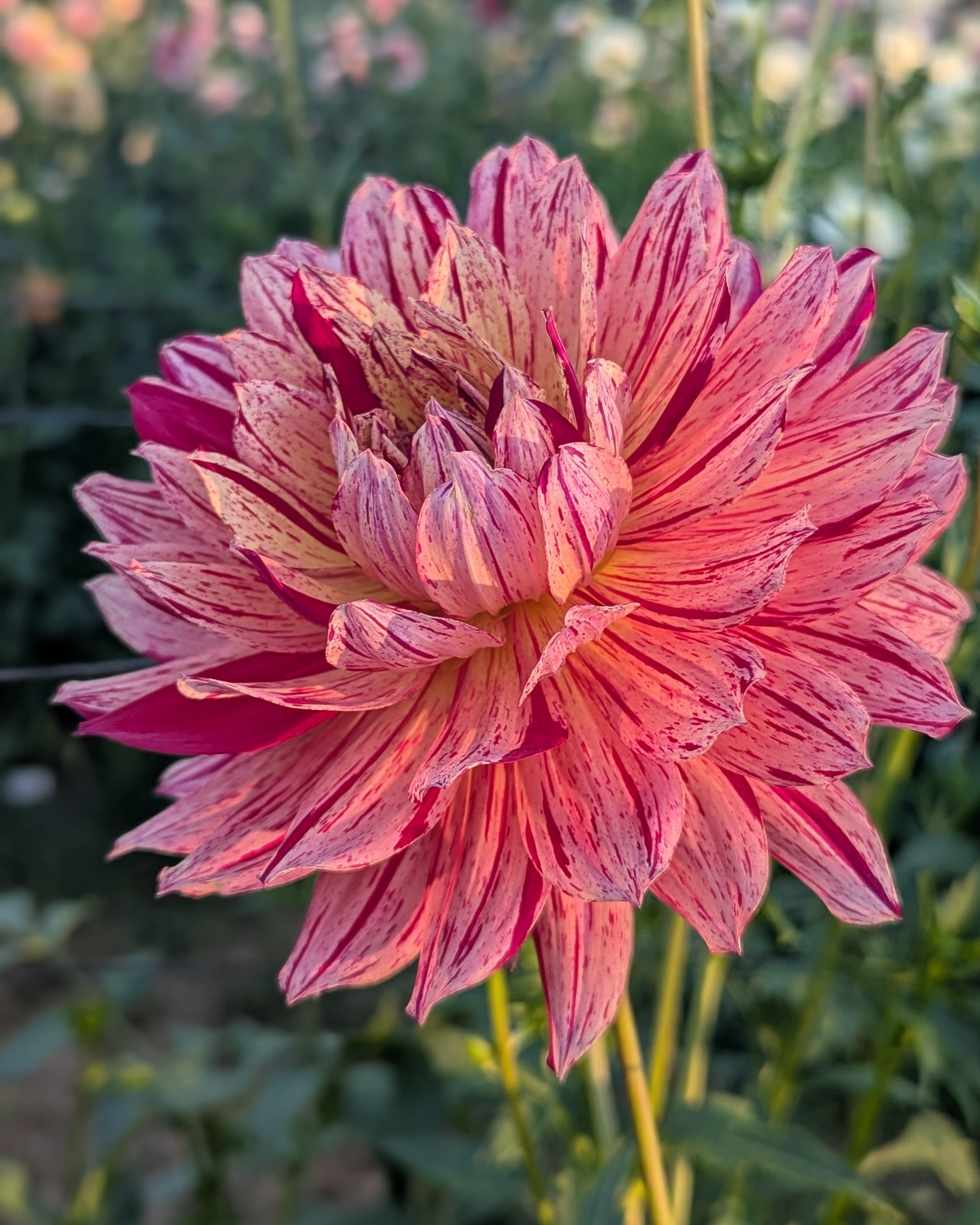 HOLLYHILL PINK TIGRESS -LIMIT 2 – Misfit Dahlias