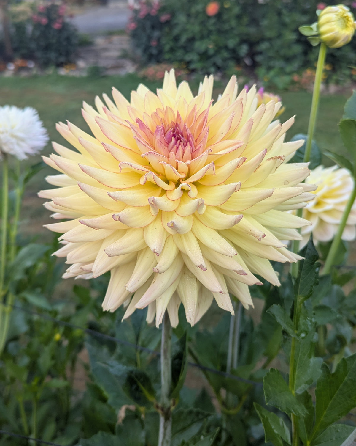 Clearview Rouses CLEARVIEW LOUISE – Misfit Dahlias