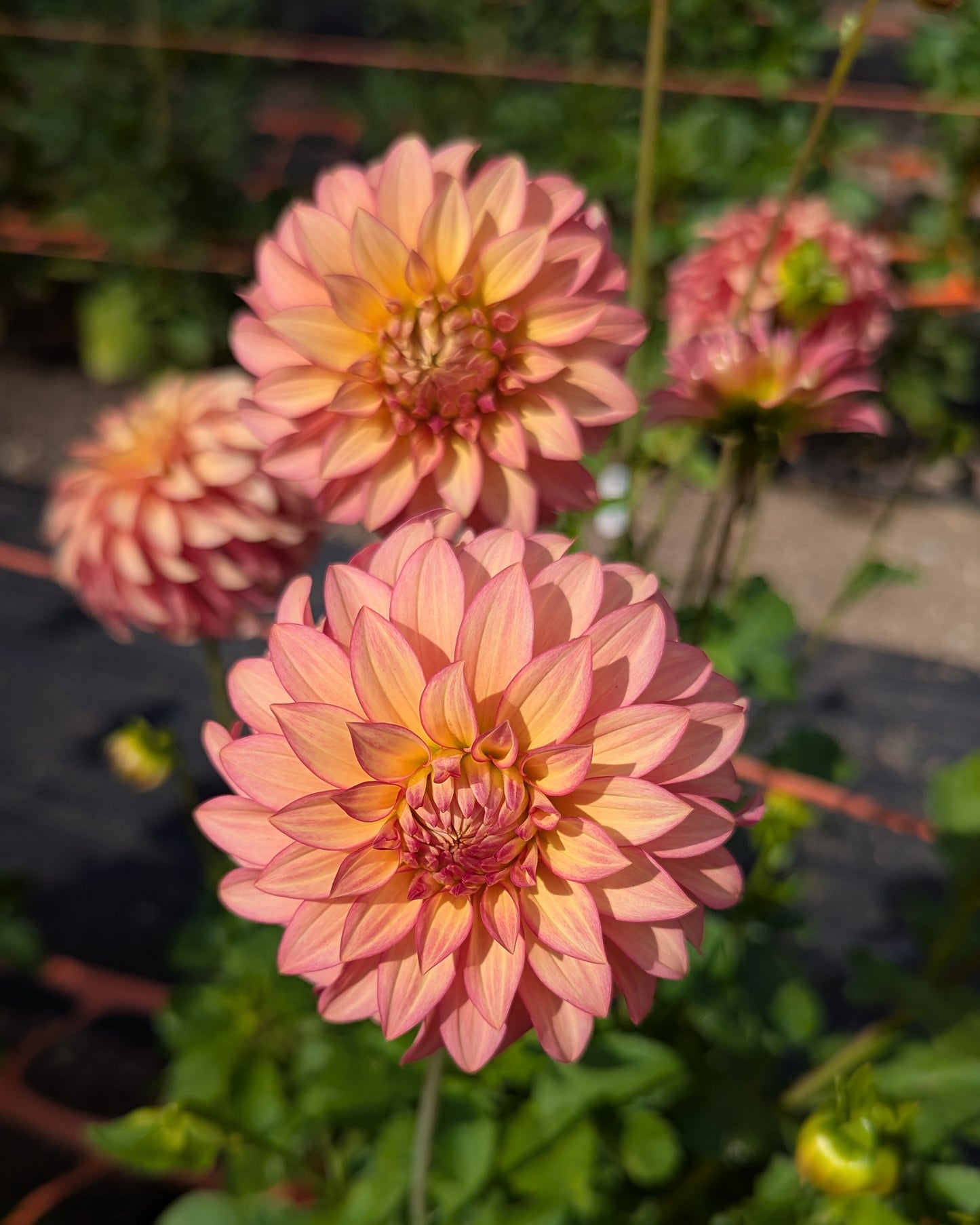 CLEARVIEW CINNABAR -LIMIT 1