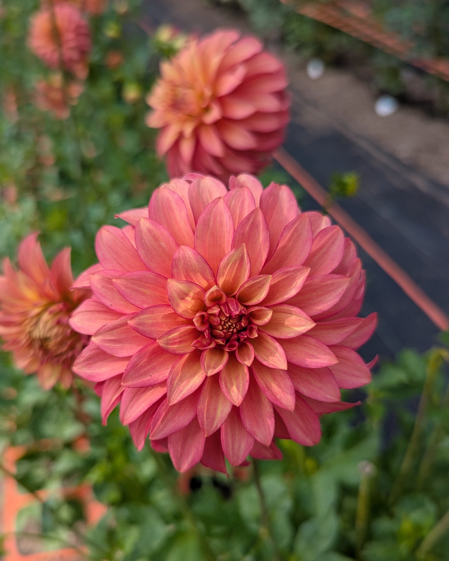 CLEARVIEW CINNABAR -LIMIT 1