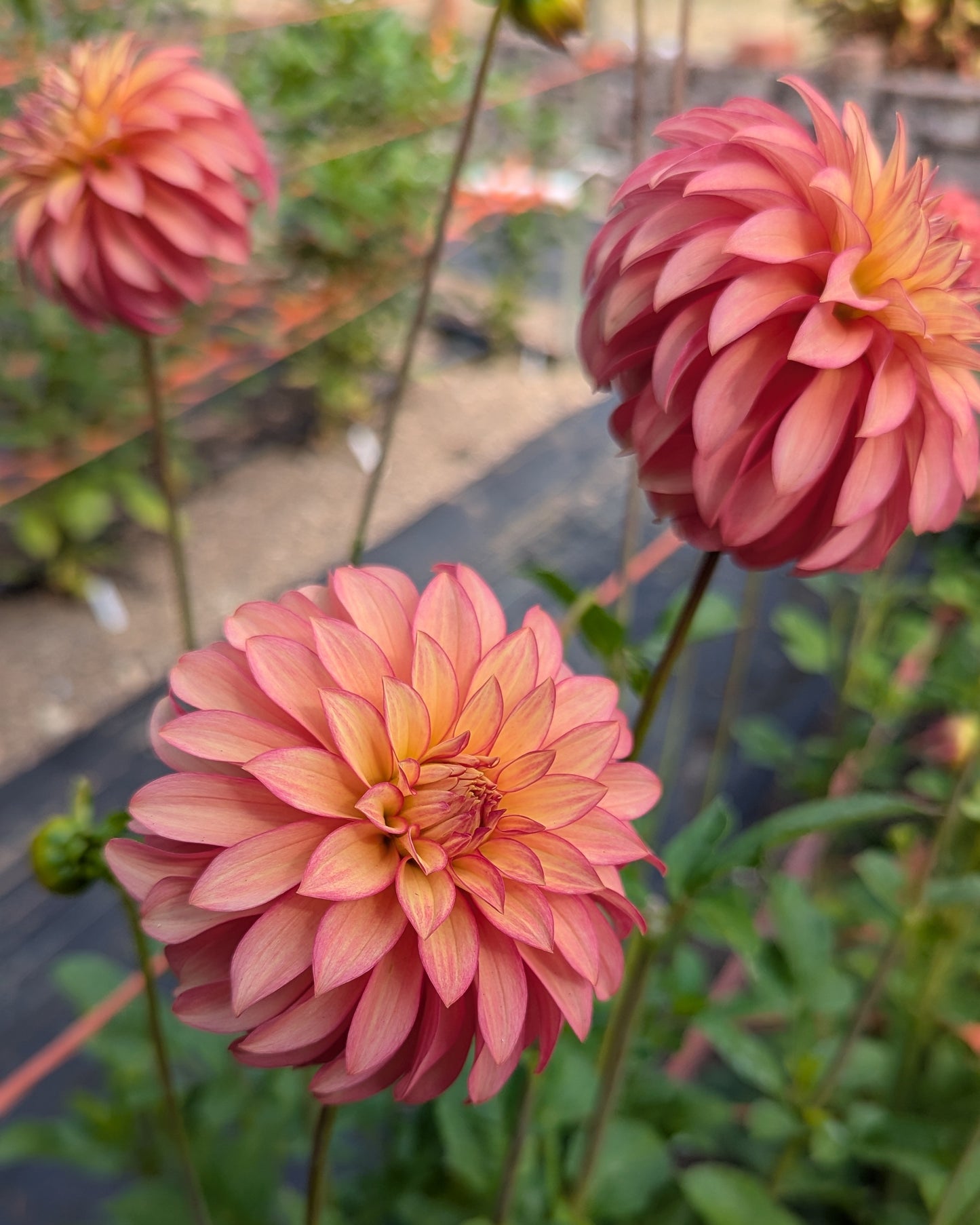 CLEARVIEW CINNABAR -LIMIT 1