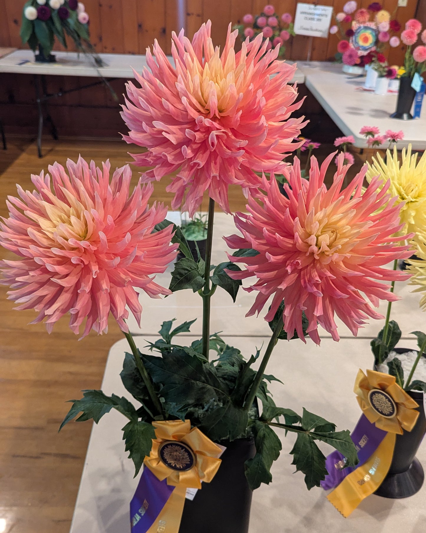 LAKEVIEW SUNSET (NEW 2026) -LIMIT 1