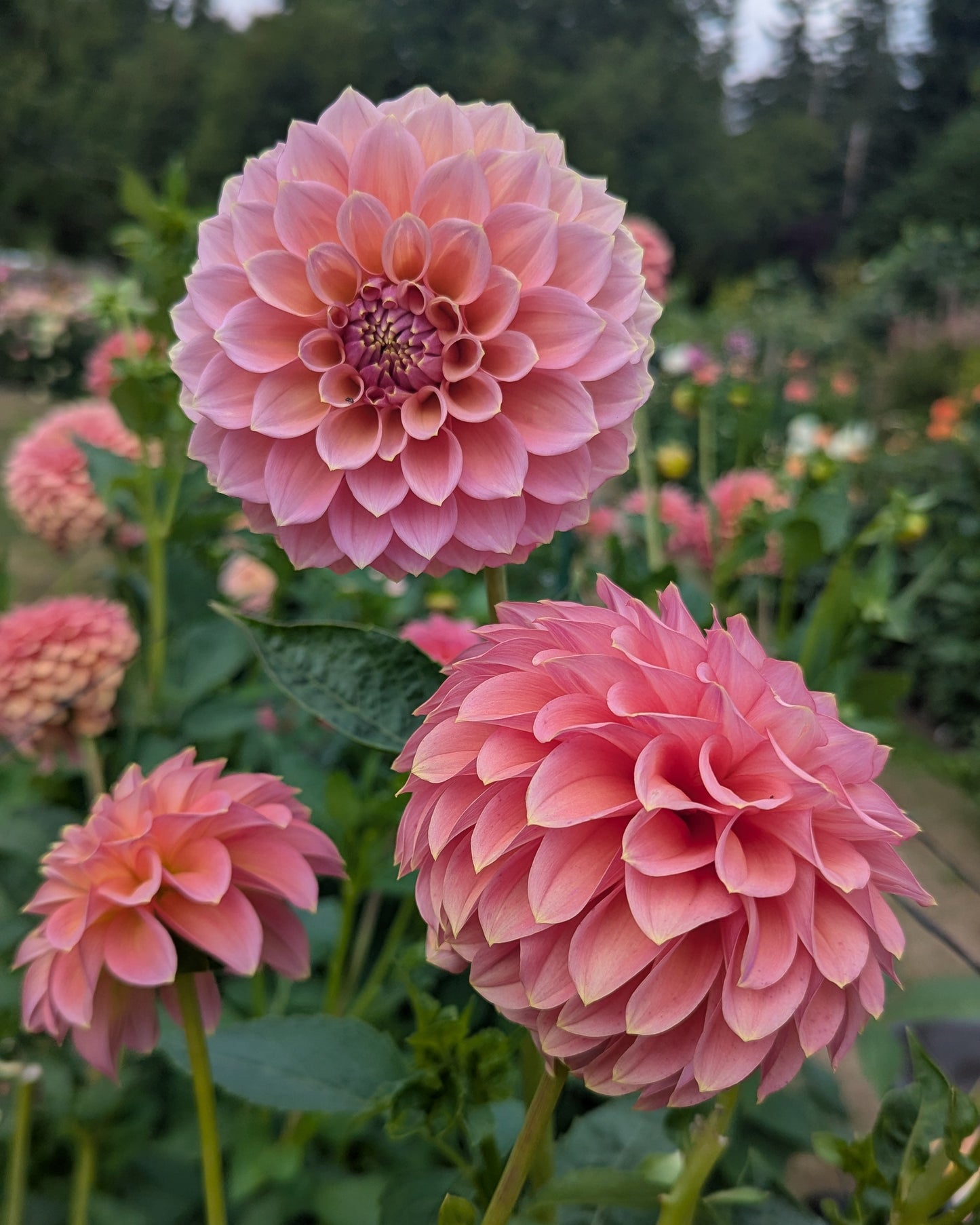 PEACHY PARADE -LIMIT 2