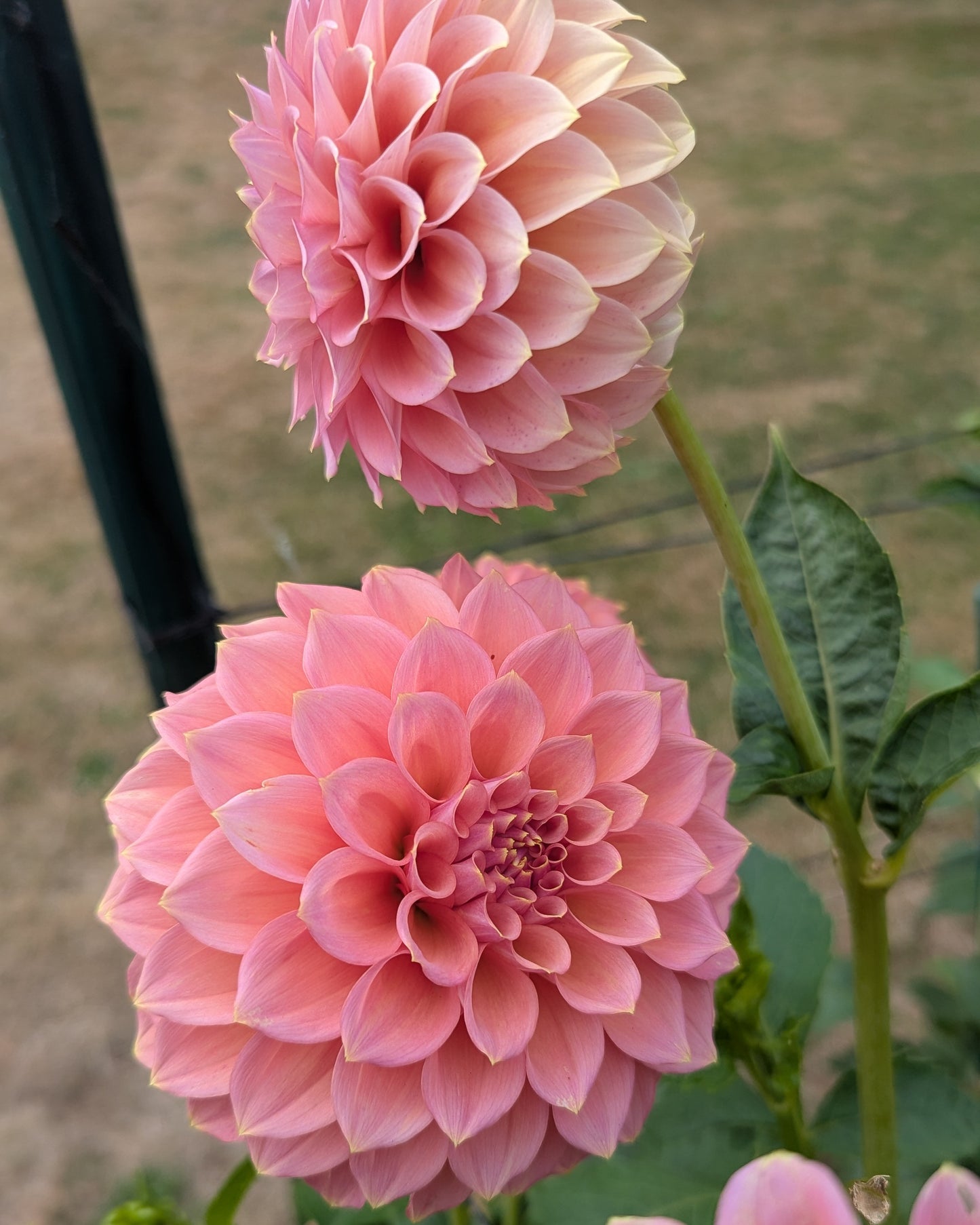 PEACHY PARADE -LIMIT 2