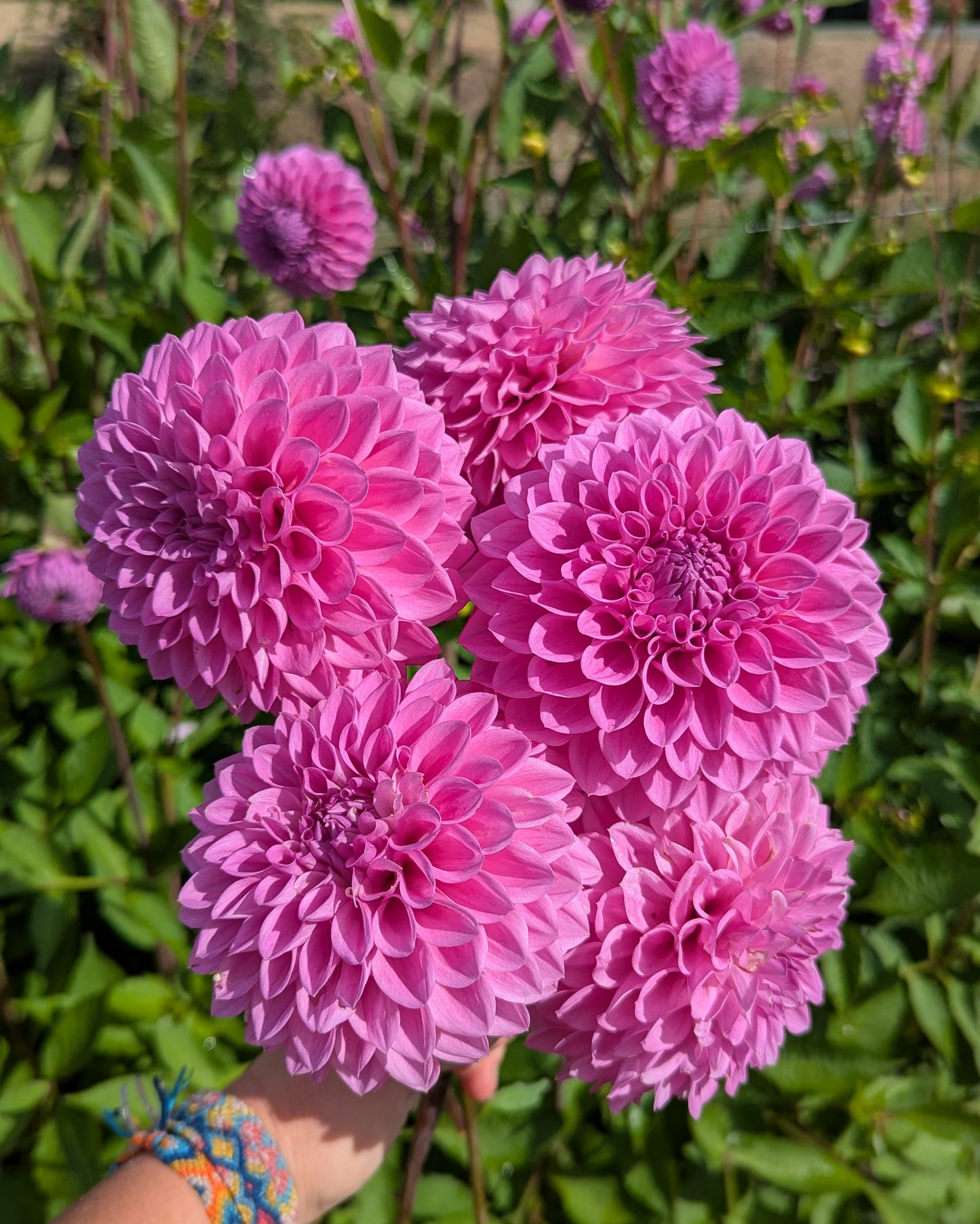 20TH AVE TRANQUILITY -LIMIT 2