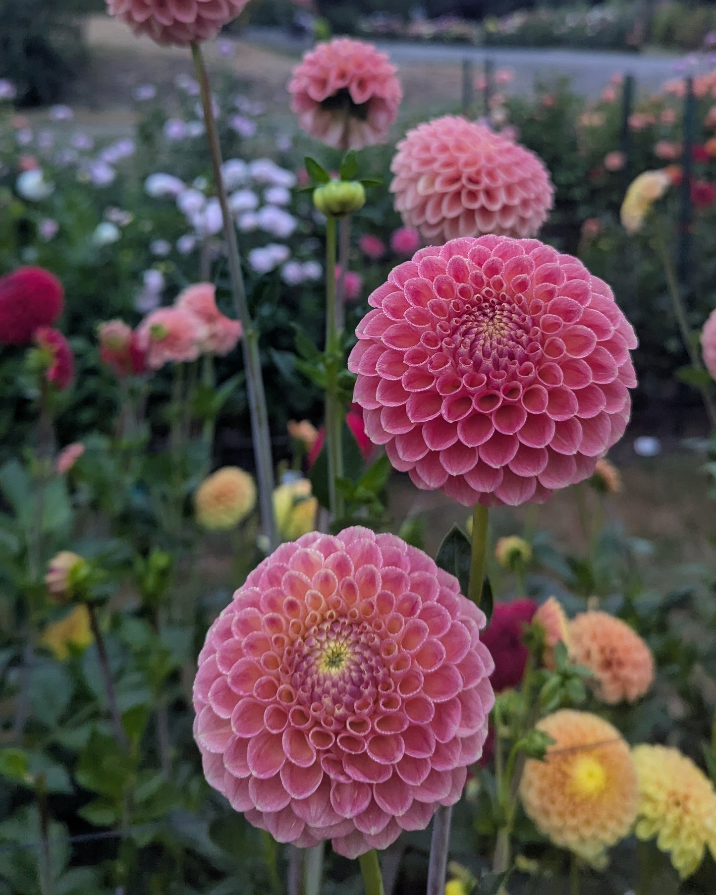 SNOHO DORIS