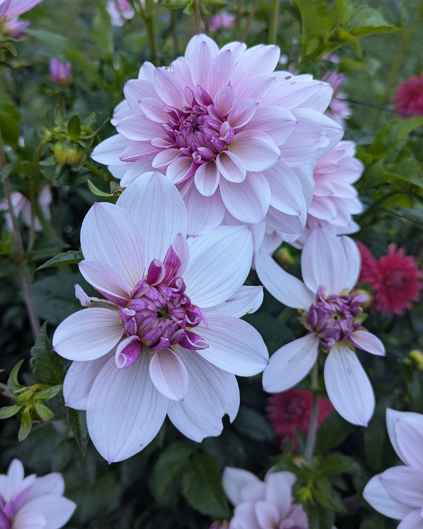 JASMINE PEARL