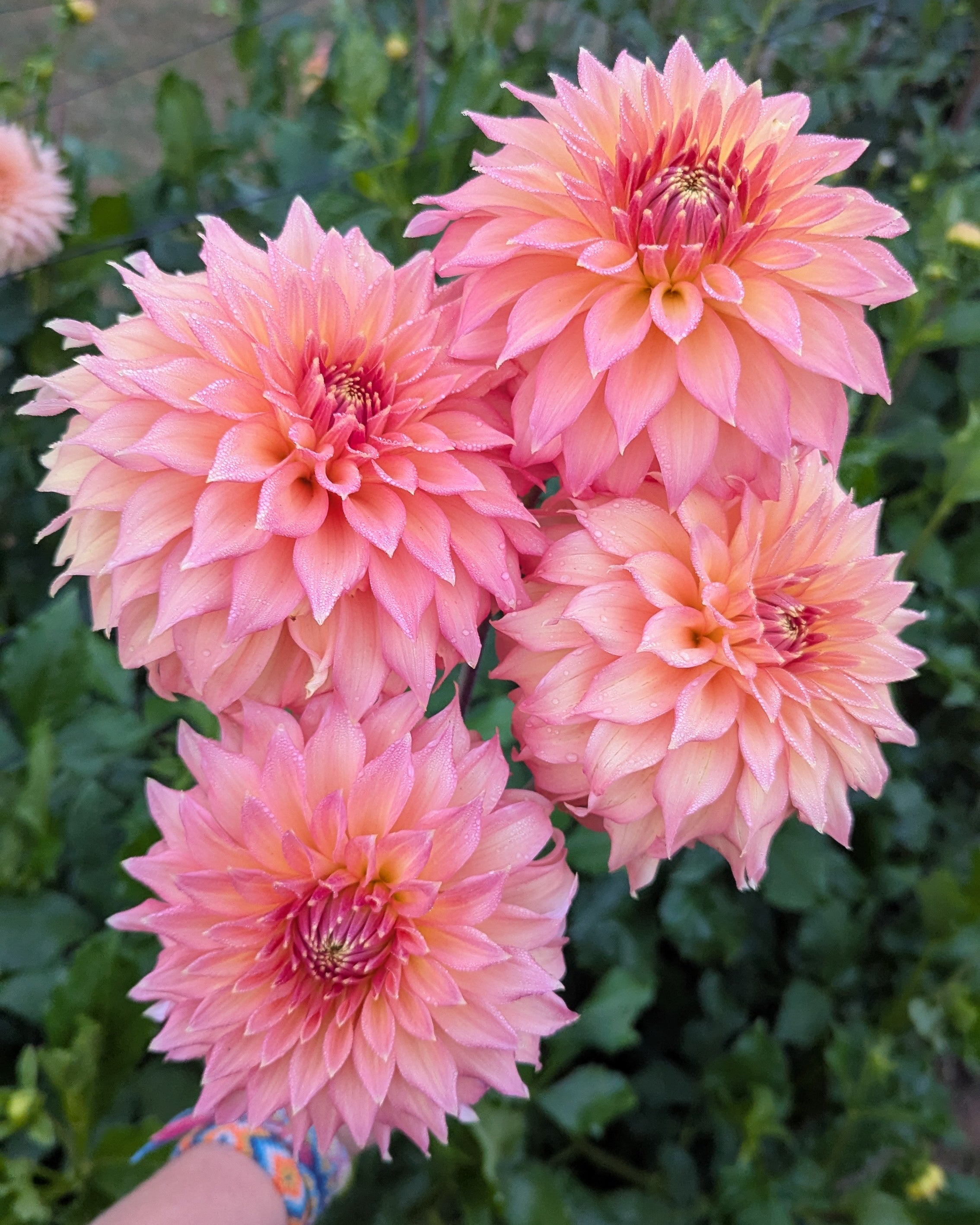 NEWAUKUM HONEY - LIMIT 1 – Misfit Dahlias