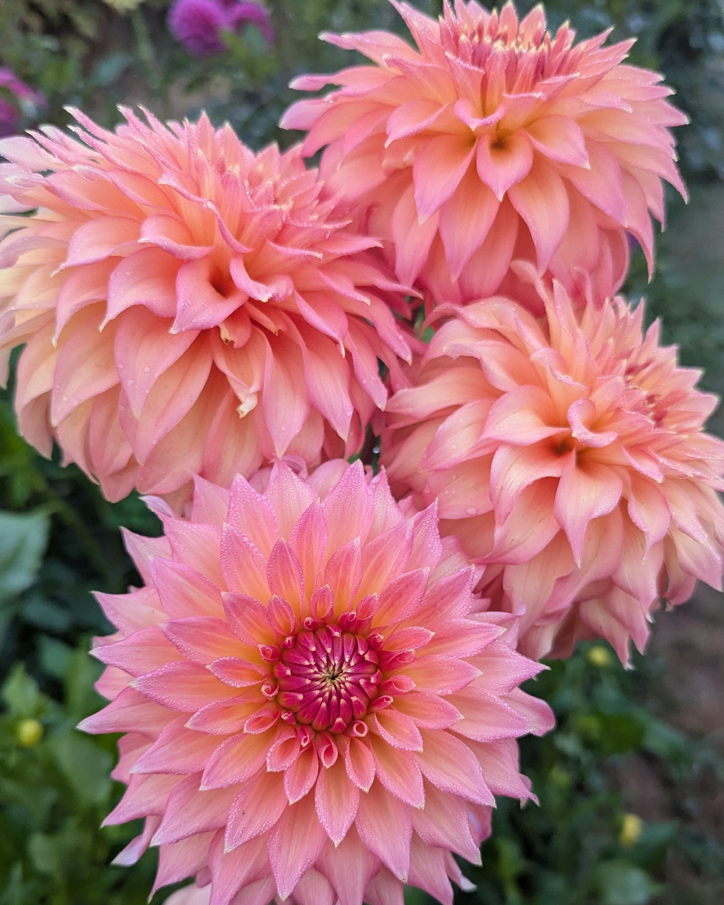 NEWAUKUM HONEY - LIMIT 1