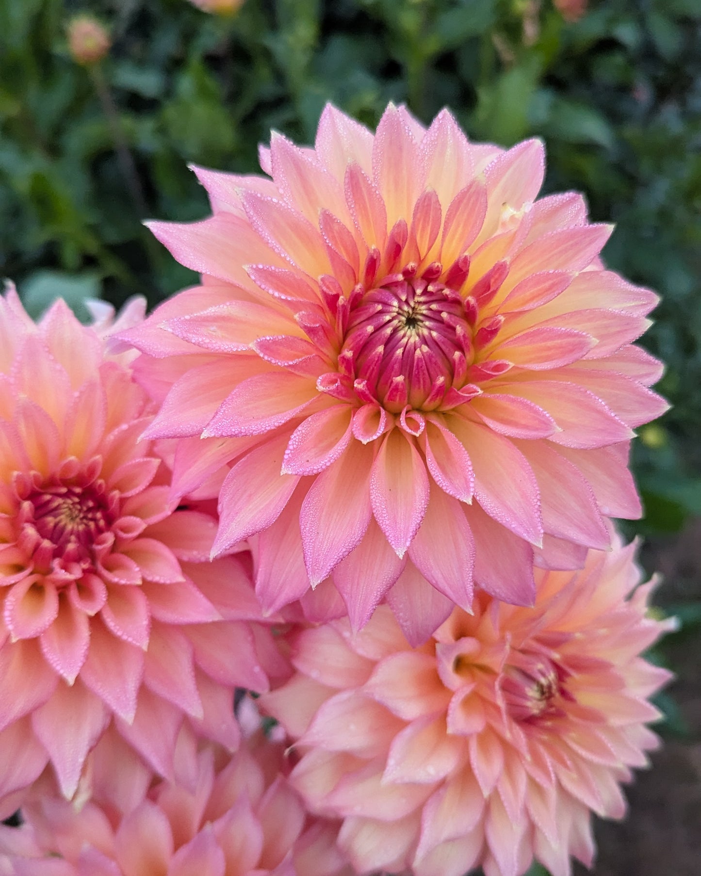 NEWAUKUM HONEY - LIMIT 1