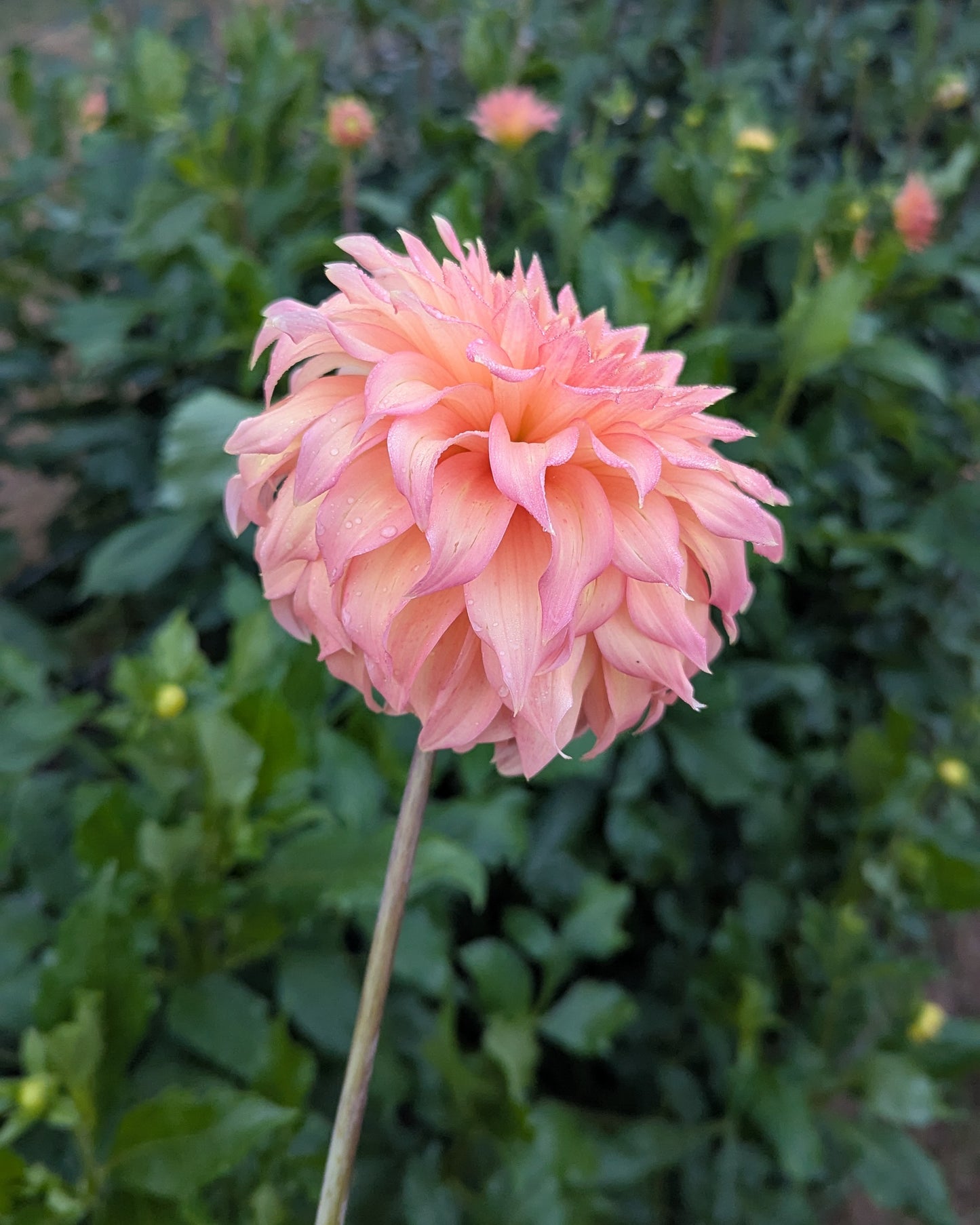 NEWAUKUM HONEY - LIMIT 1