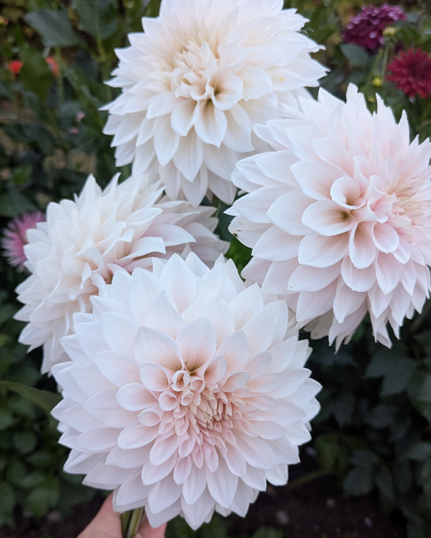 MARRYN'S MAMAWO & POPO