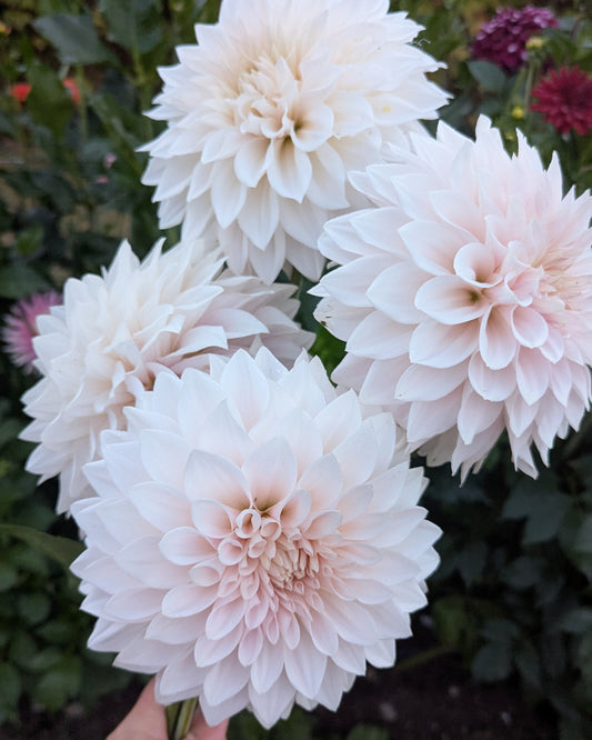 MARRYN'S MAMAWO & POPO