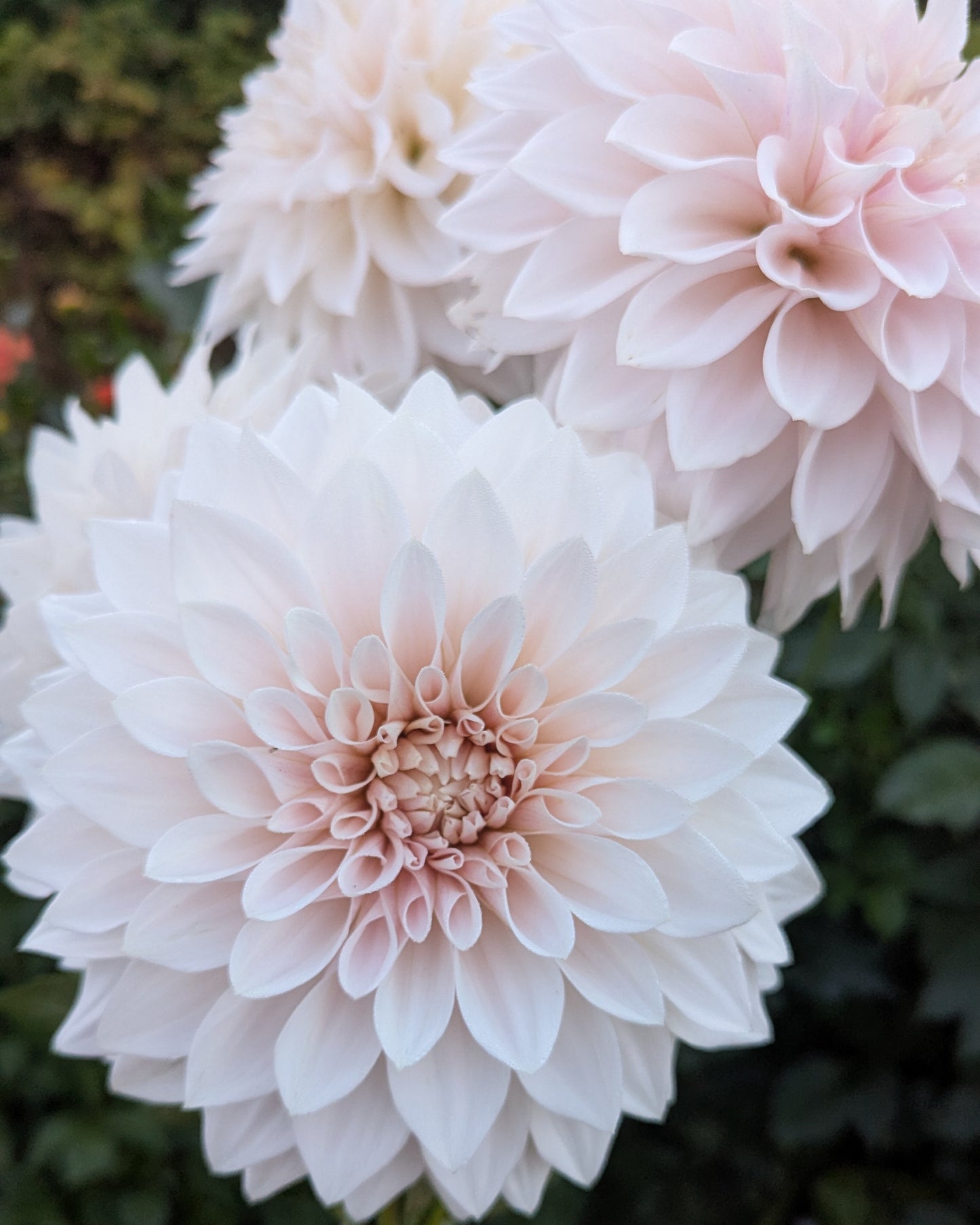 MARRYN'S MAMAWO & POPO