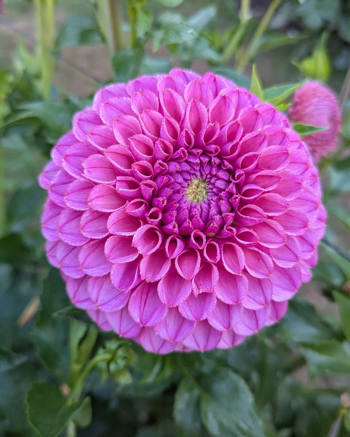 KA'S®️ GRANDMA SYB