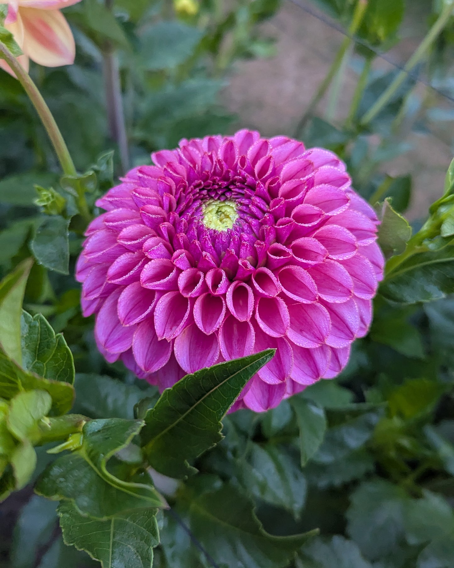 KA'S®️ GRANDMA SYB