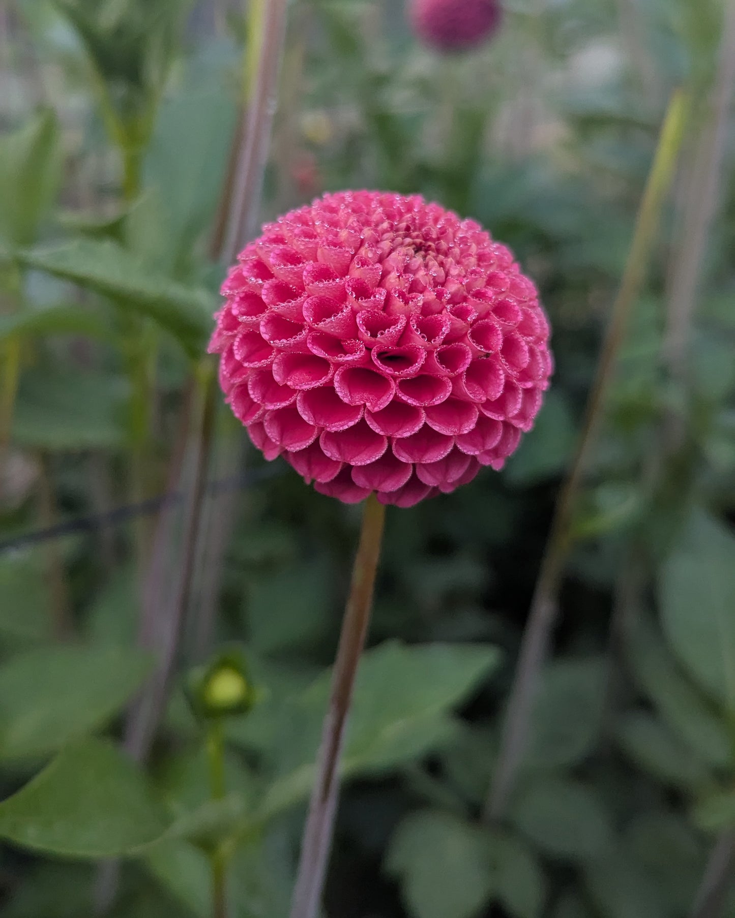 SB'S KA'S CHOICE -LIMIT 2