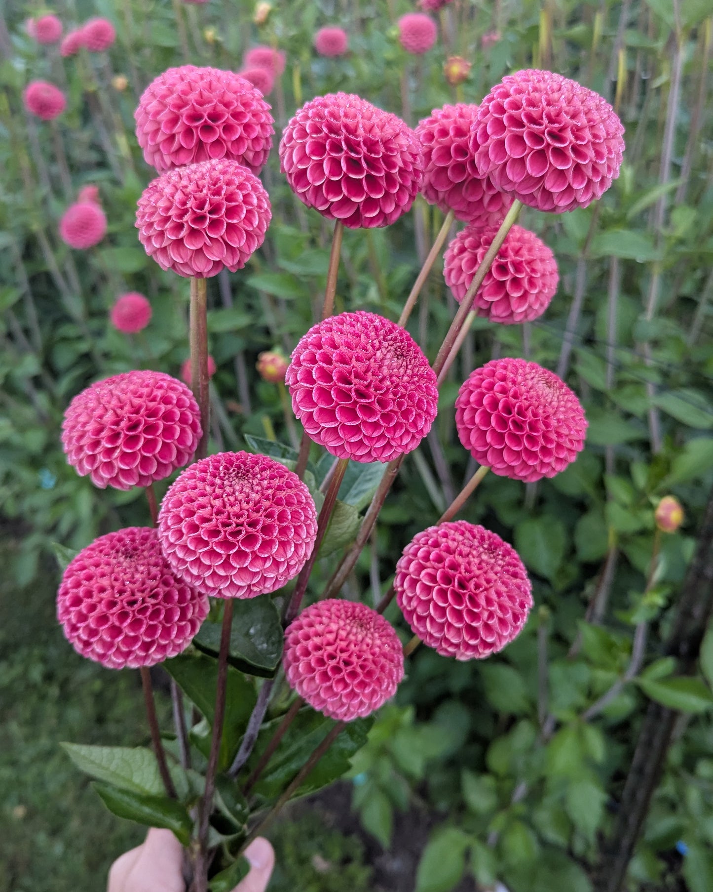 SB'S KA'S CHOICE -LIMIT 2