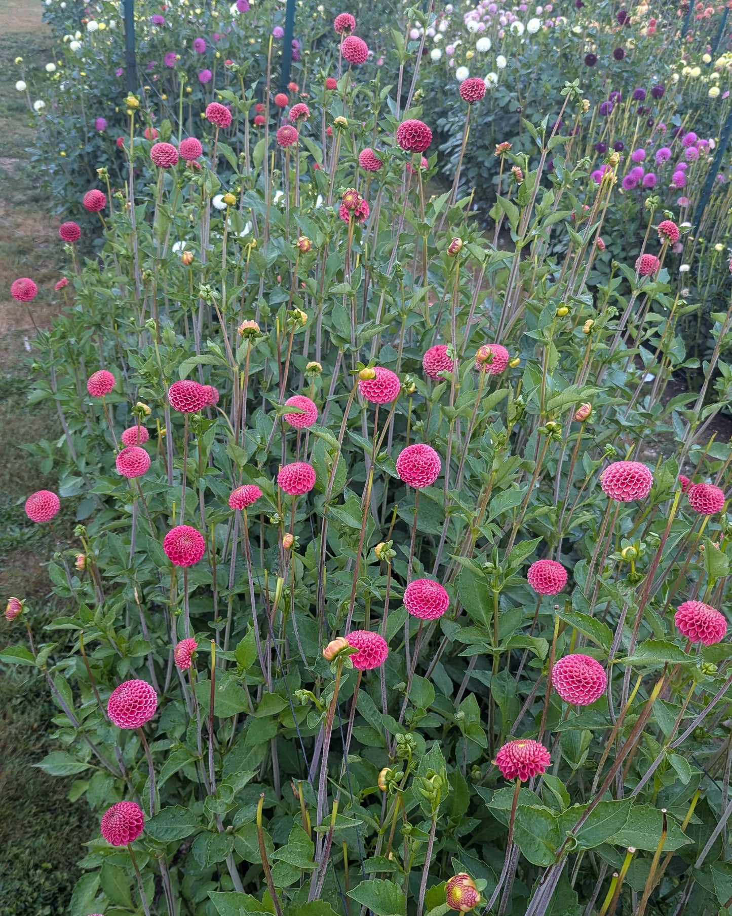 SB'S KA'S CHOICE -LIMIT 2