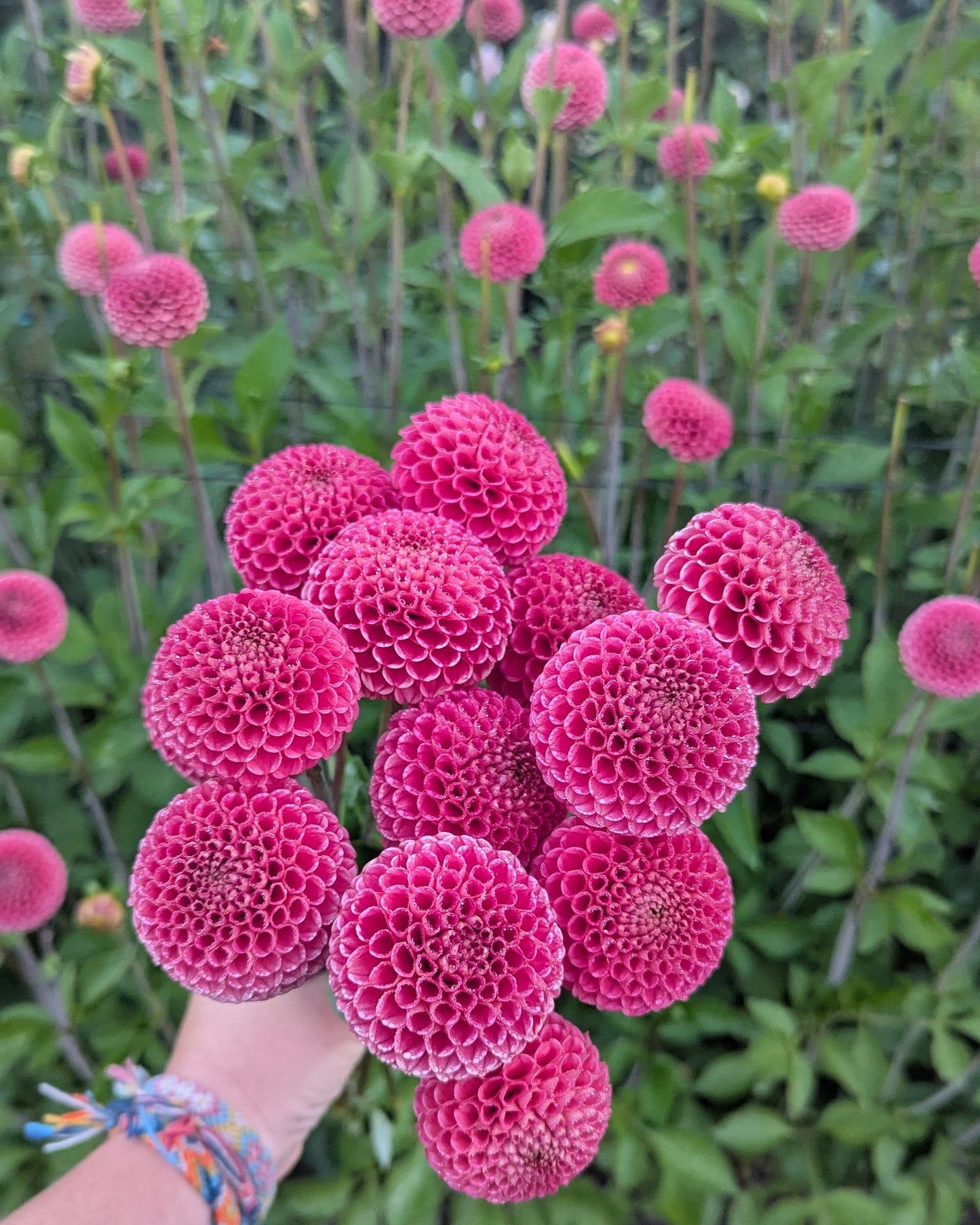 SB'S KA'S CHOICE -LIMIT 2