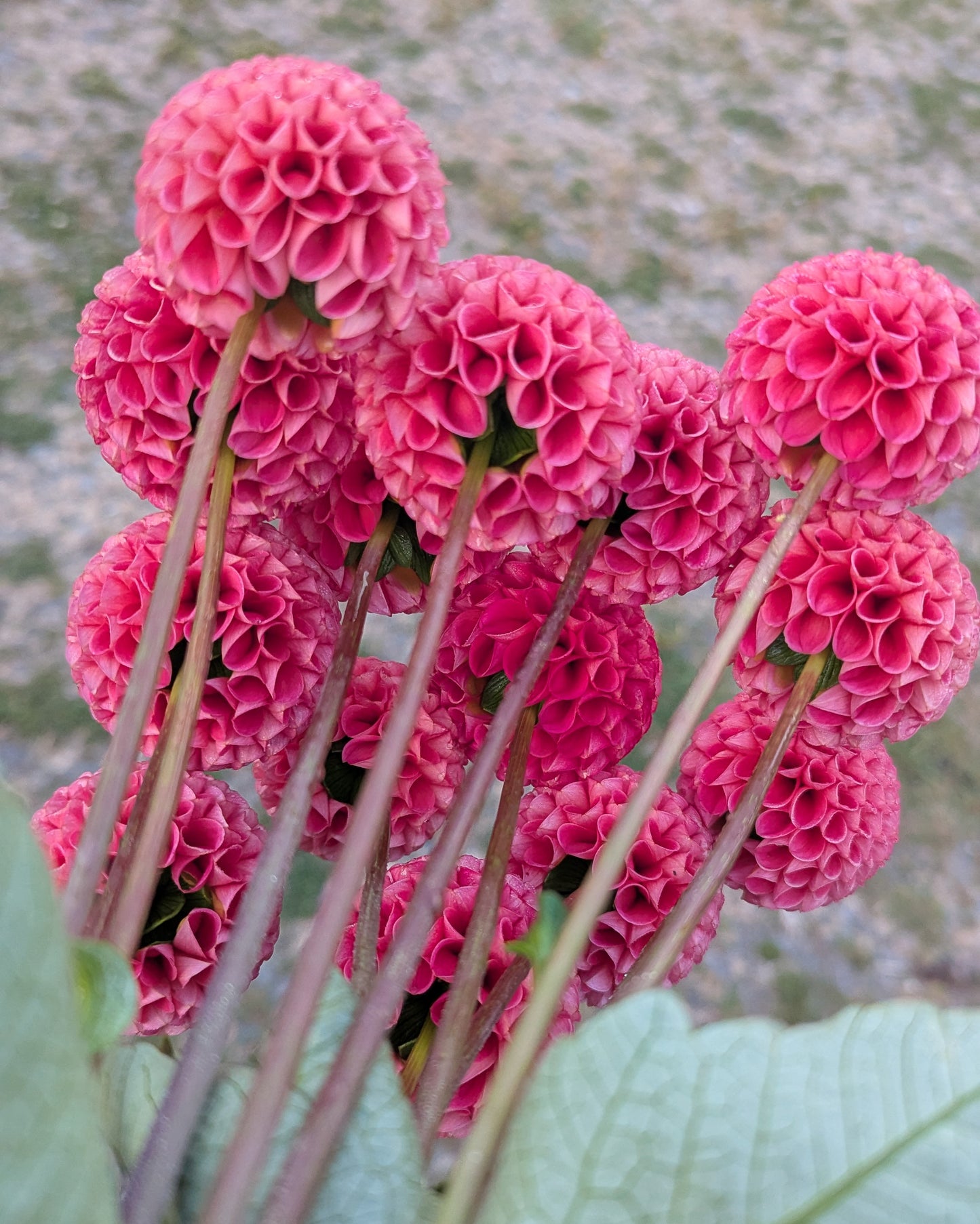 SB'S KA'S CHOICE -LIMIT 2