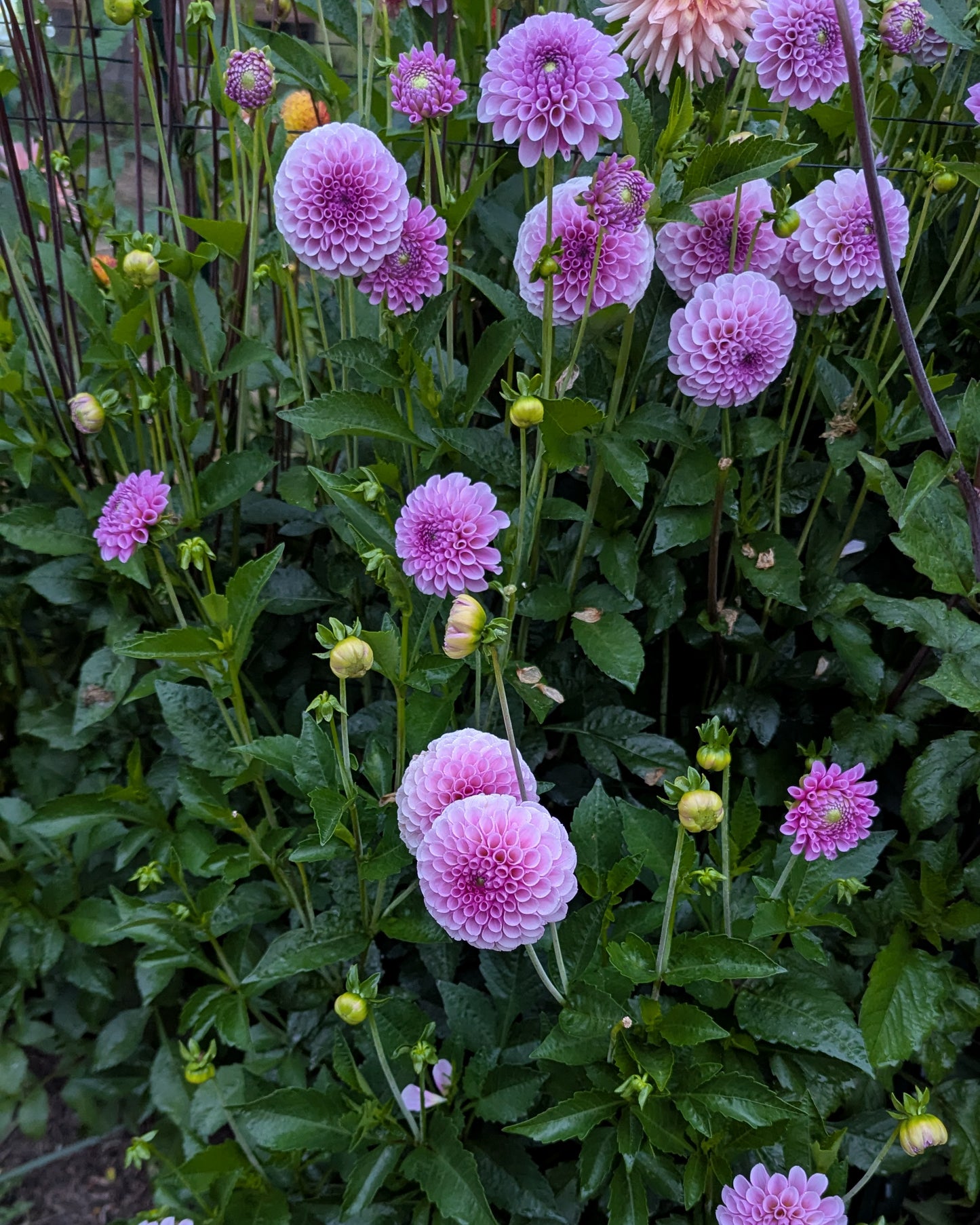 STOLZE VAN BERLIN (1884)