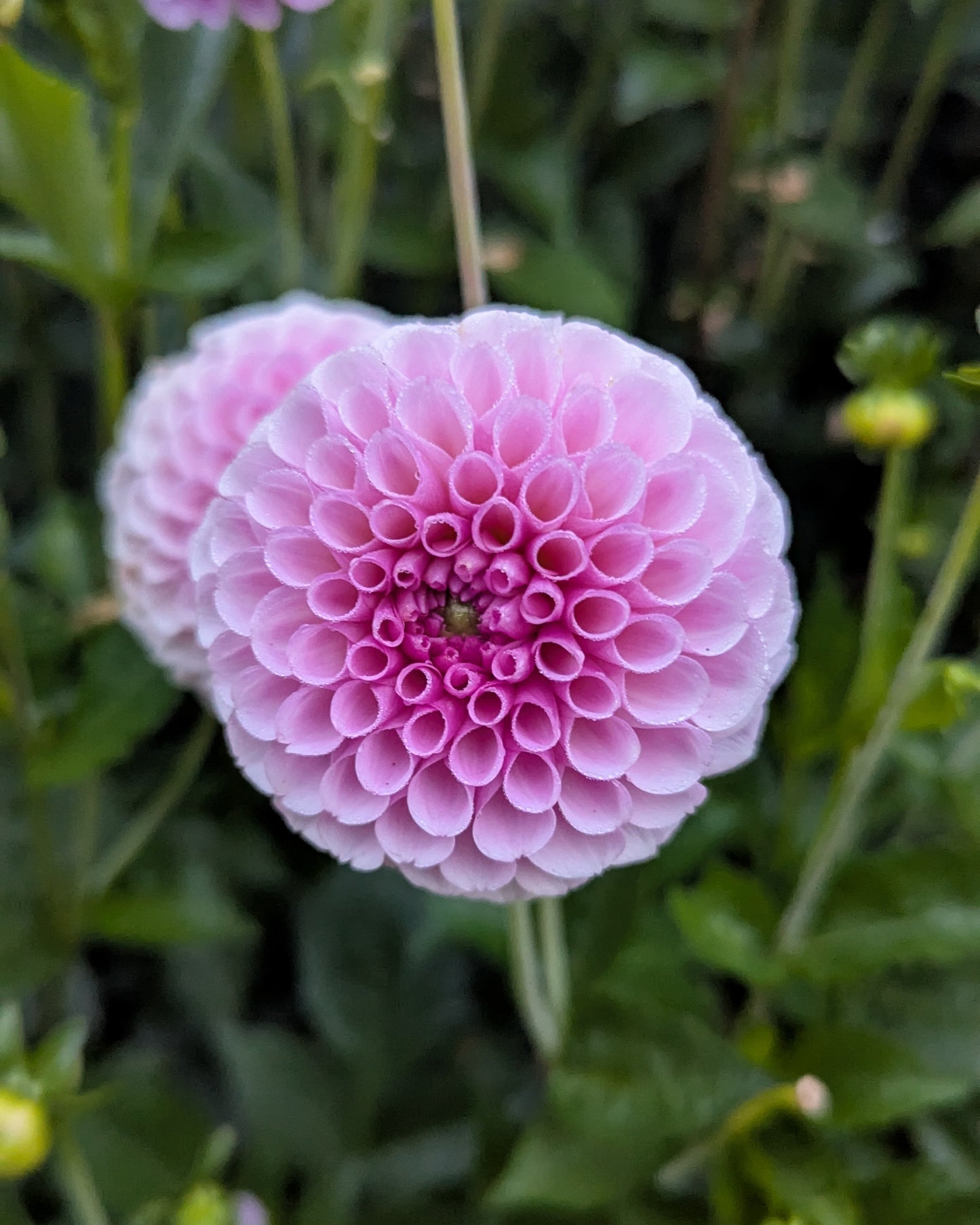 STOLZE VAN BERLIN (1884)