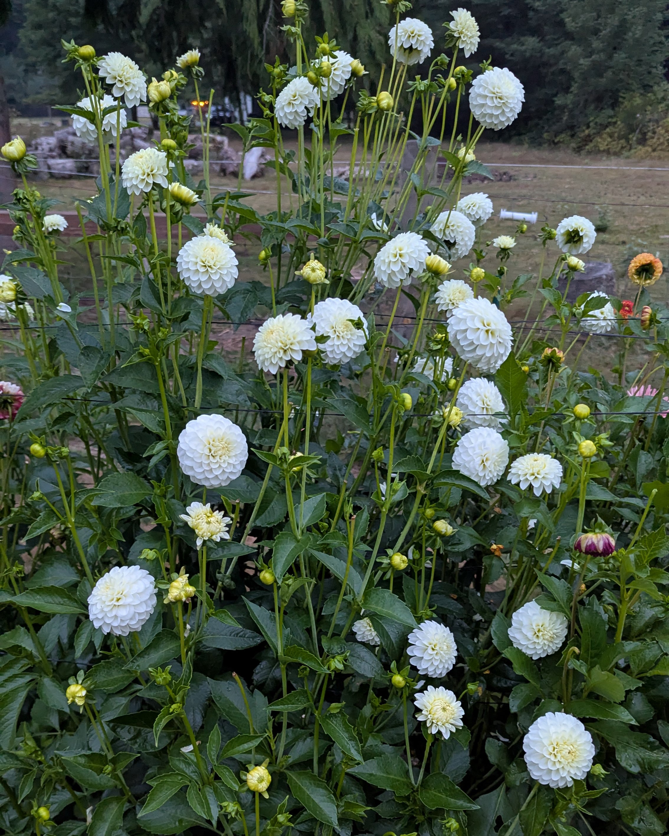 WHITE ASTER (1879) – Misfit Dahlias