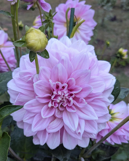 LAVENDER PERFECTION (1941)