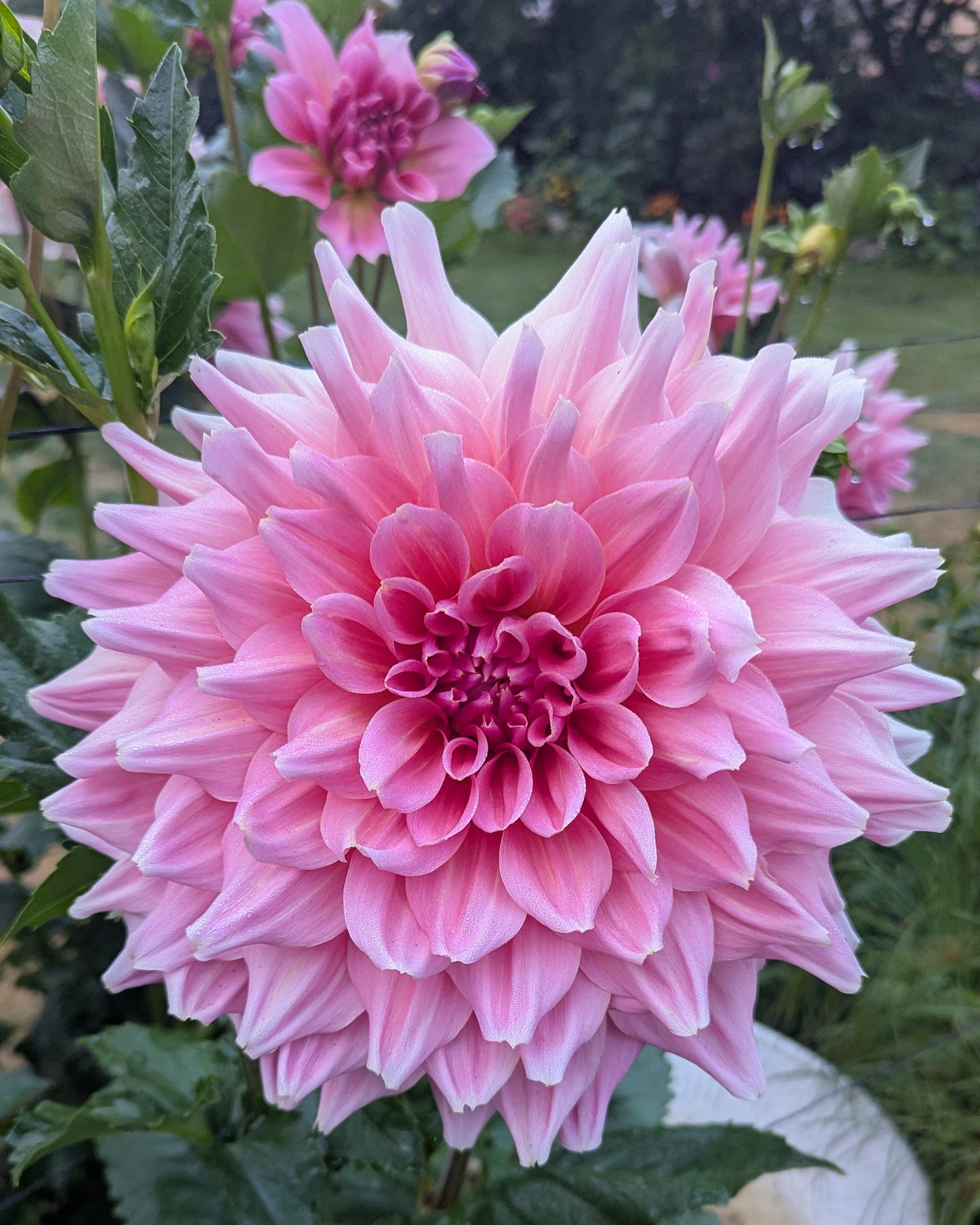 OTTO'S THRILL (1956)