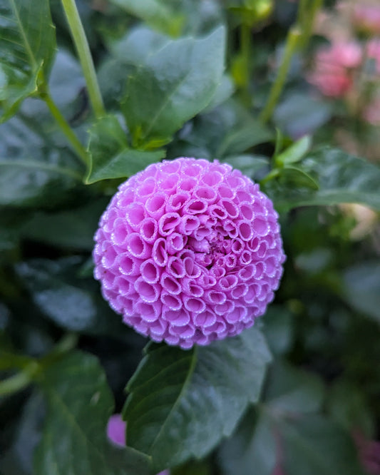 CUTTING!! HALLMARK (1960)