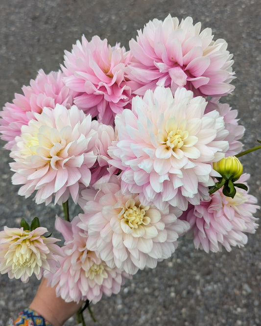 CHILSON'S PRIDE (1954)