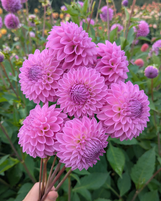 20TH AVE TRANQUILITY