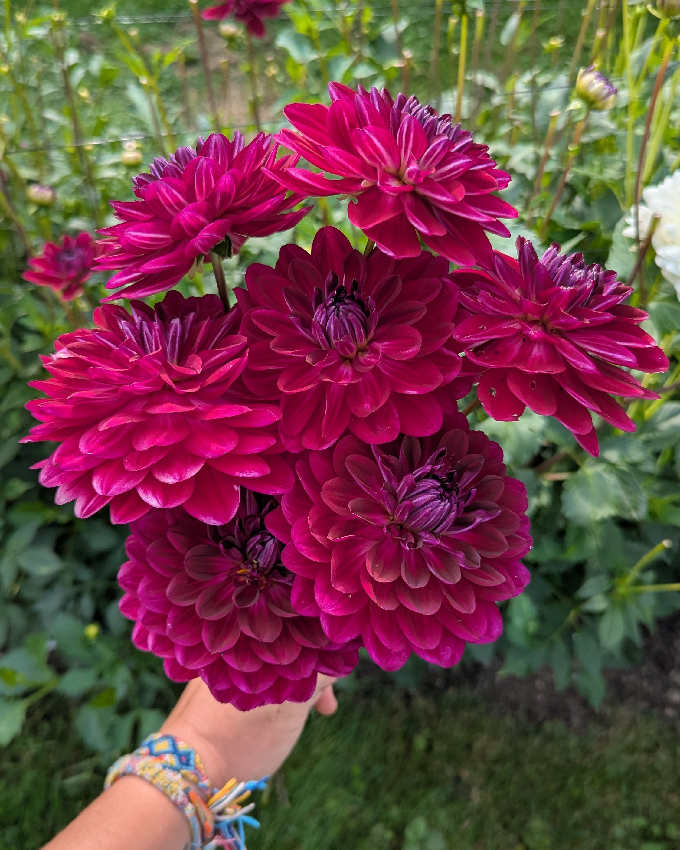 ダリア　ソリド　ベスパ　dalia-solido SANDIA BERTHA – Misfit Dahlias