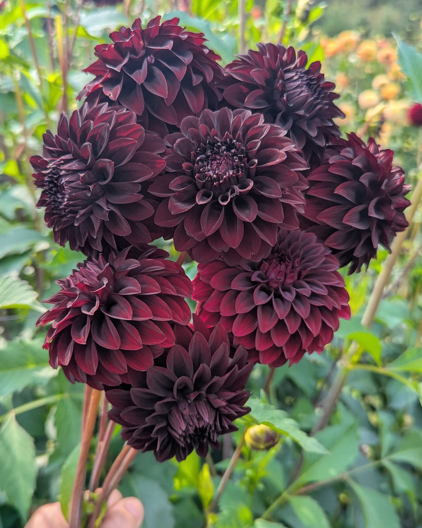 RIVER'S DARK CHOCOLATE