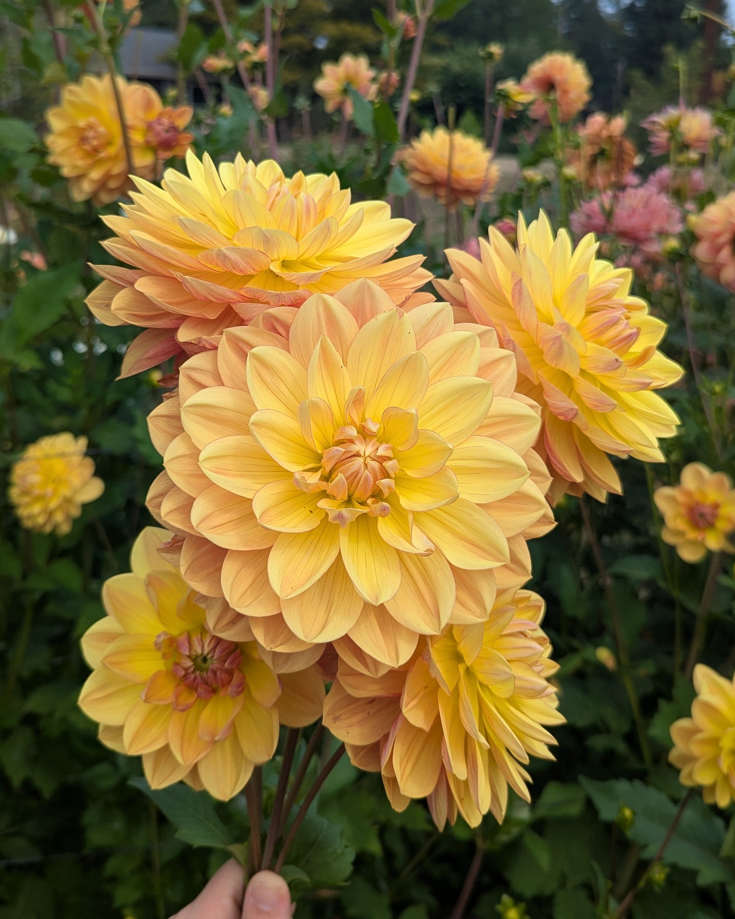 HOLLYHILL GOLDEN GLOW